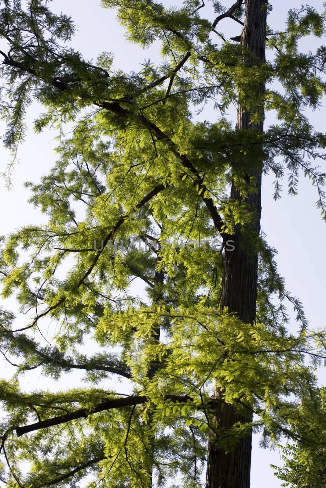 Green Tree in the park