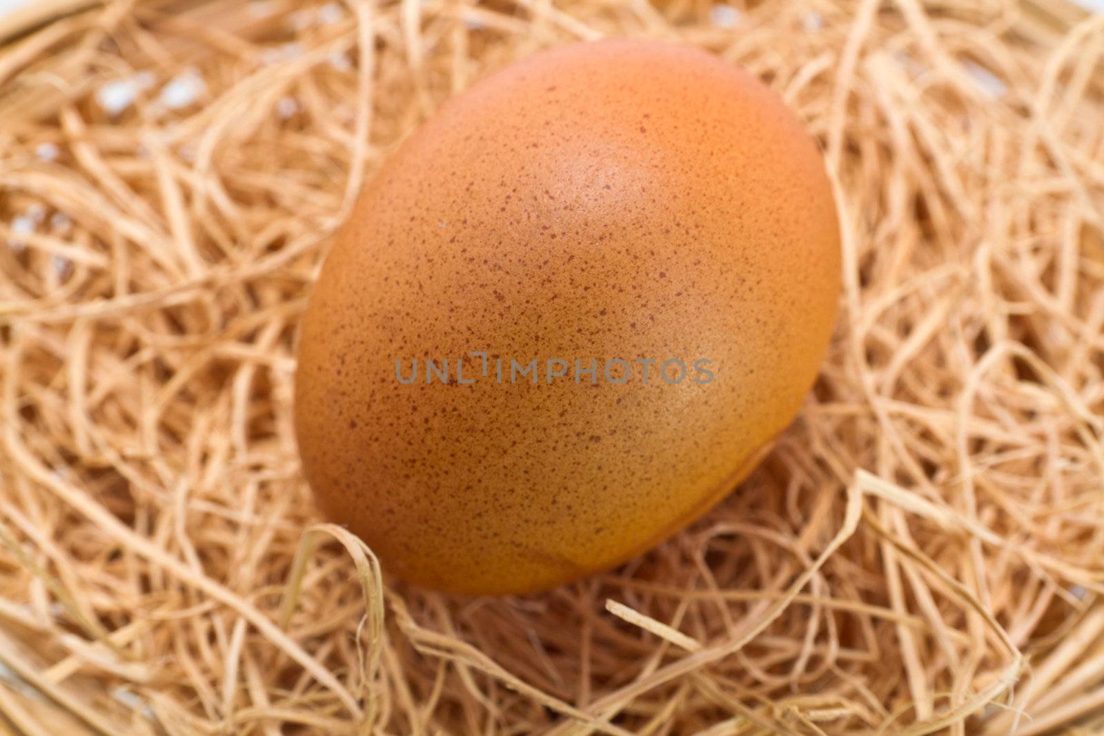Single brown egg on straw bedding in close up view