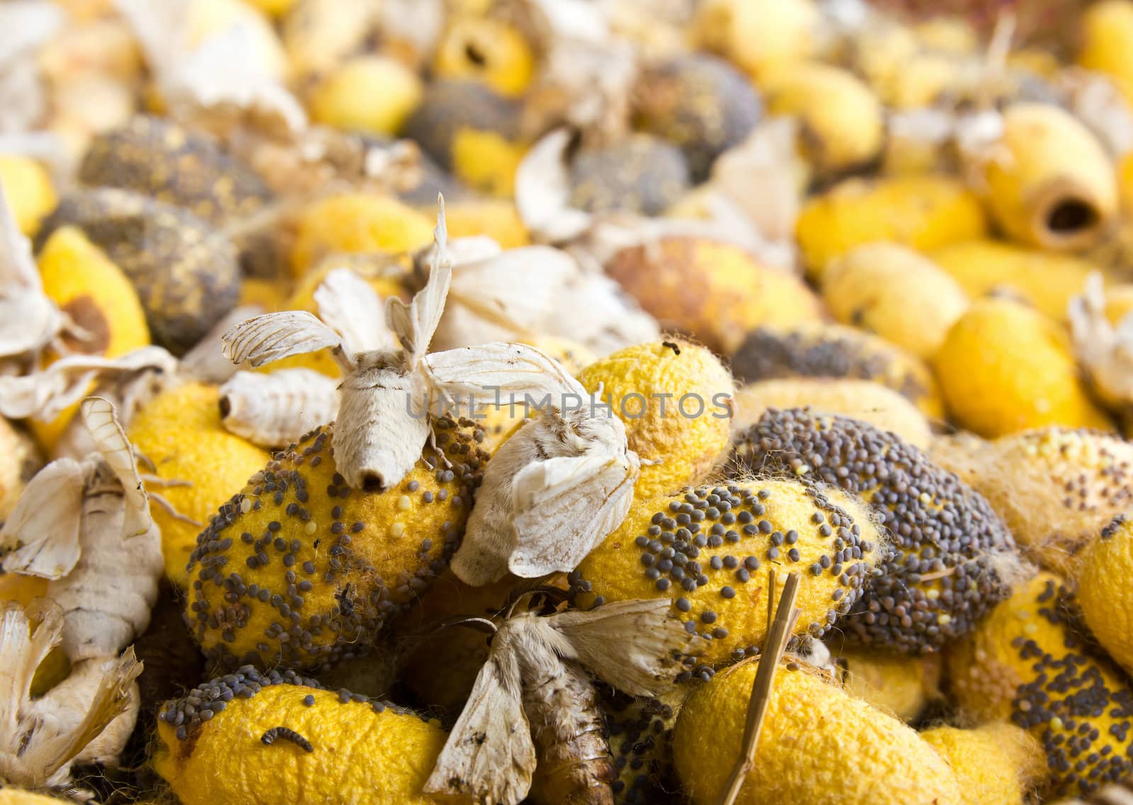 Closeup image of silkworm  spawn and cocoon