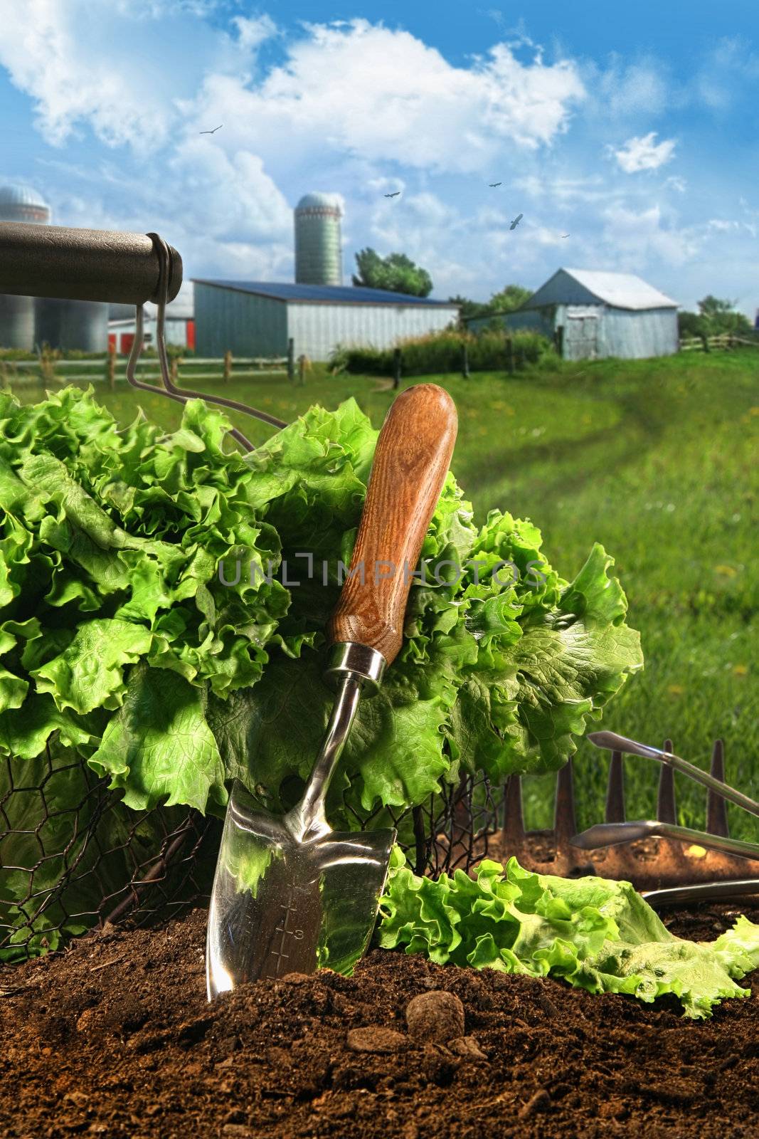 Basket of lettuce in garden against a farm scene