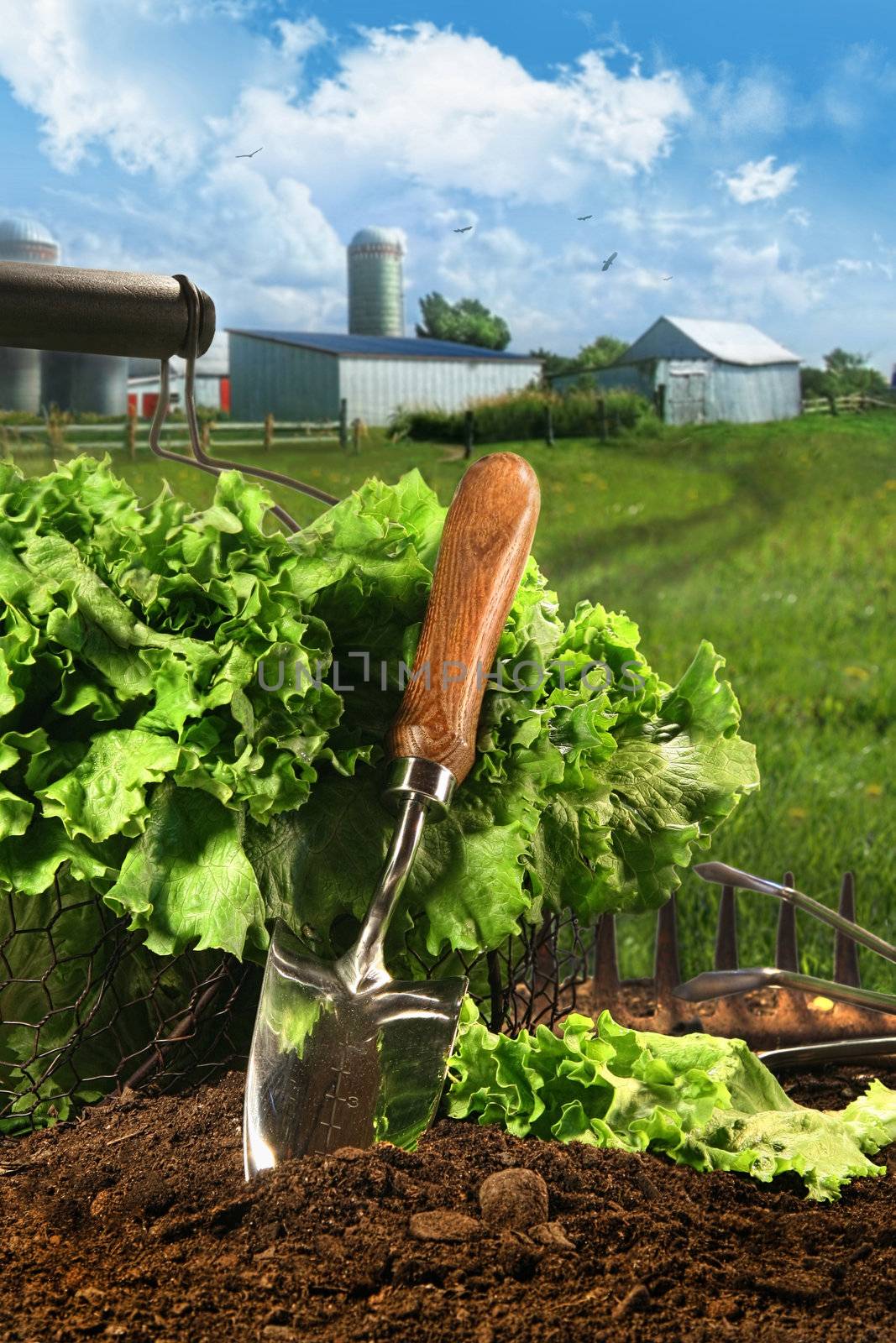 Basket of lettuce in garden  by Sandralise