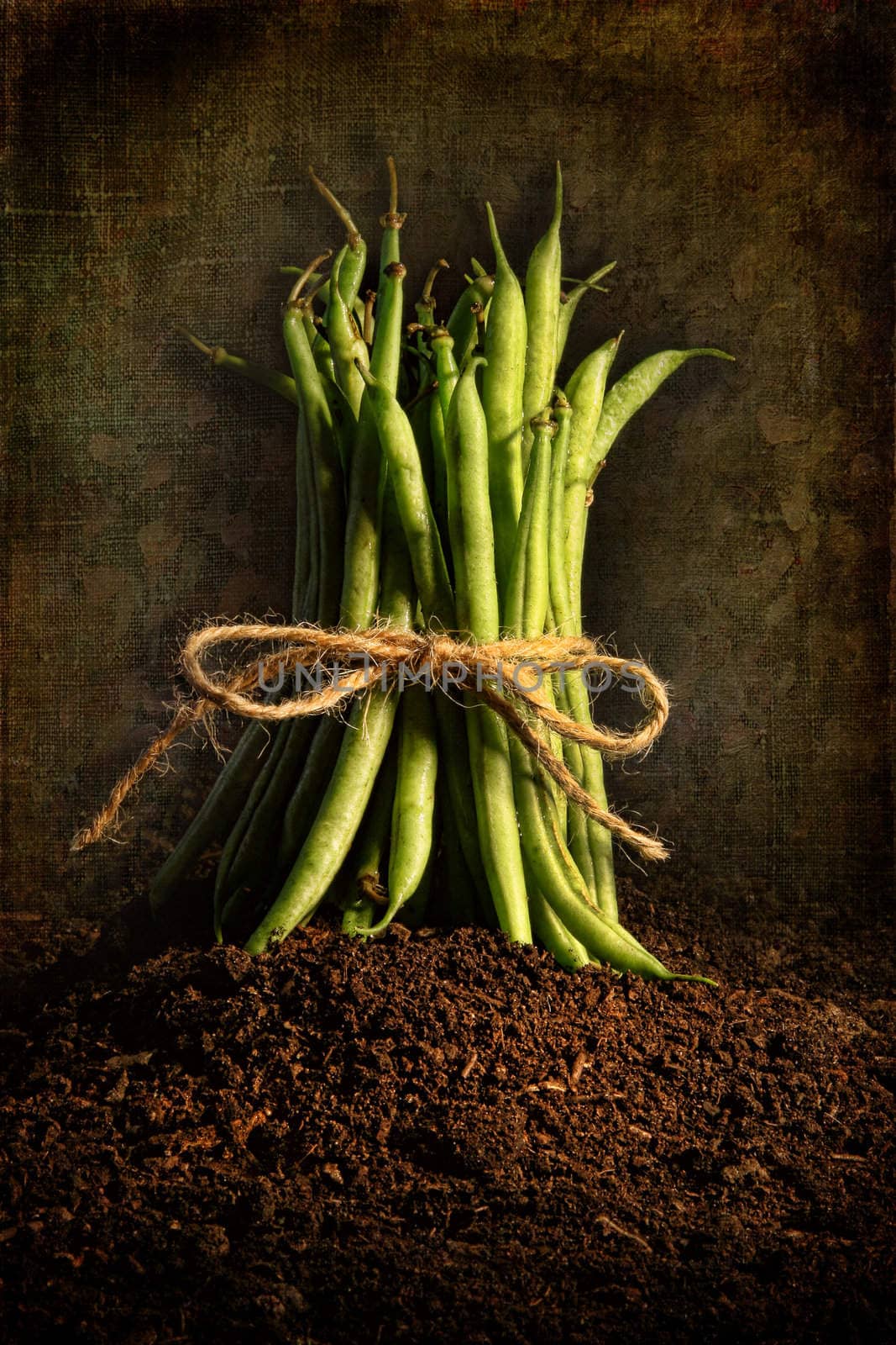 Fresh green beans tied  with cord against grunge background