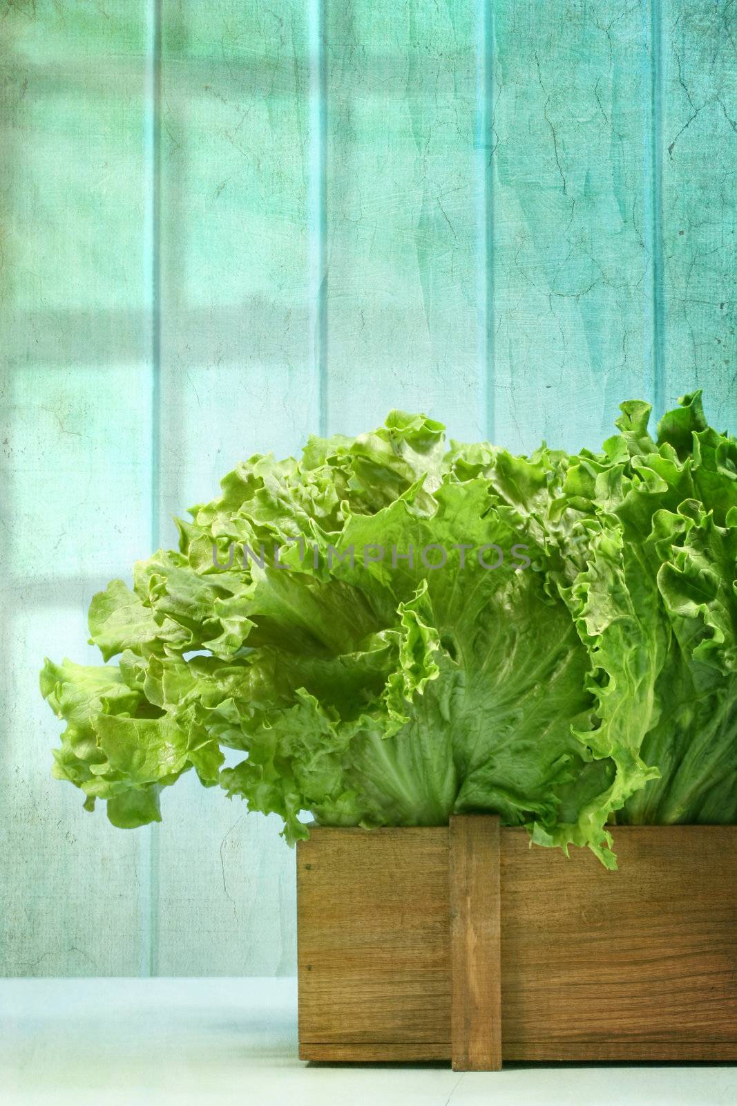 Leaf lettuce in wooden box against grunge background