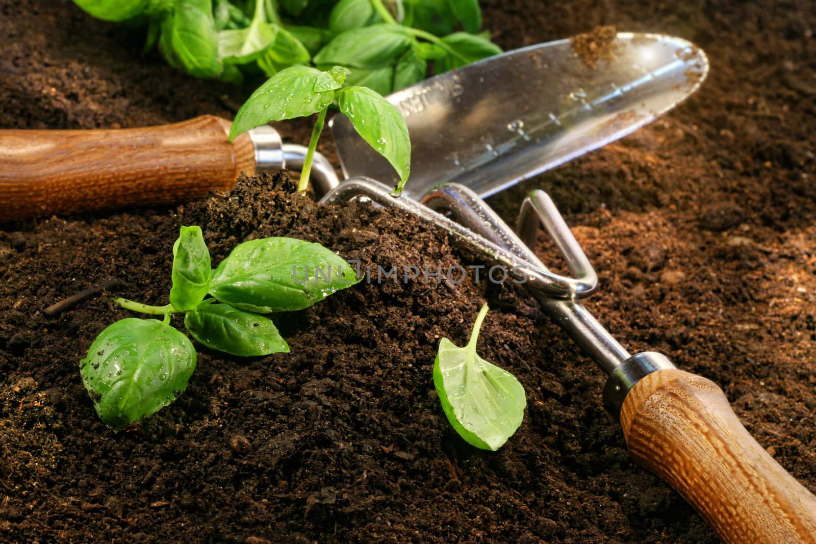 Fresh sprigs of basil cut from the garden