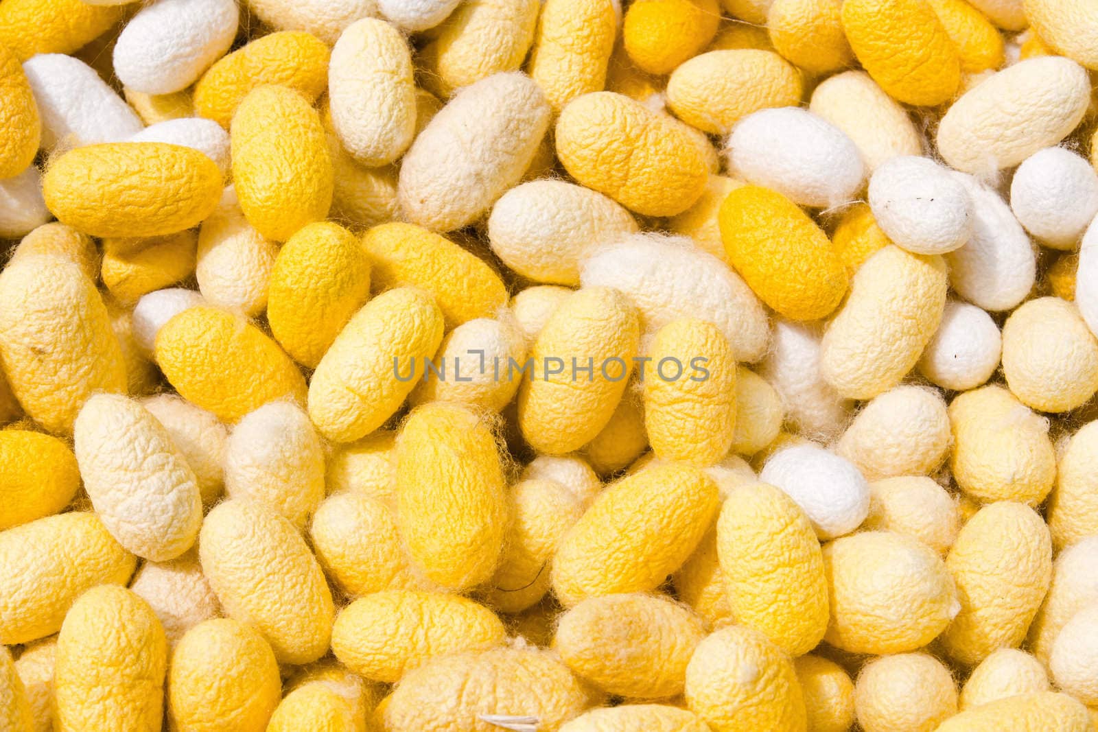 cocoon silkworm many silk worm yellow and white