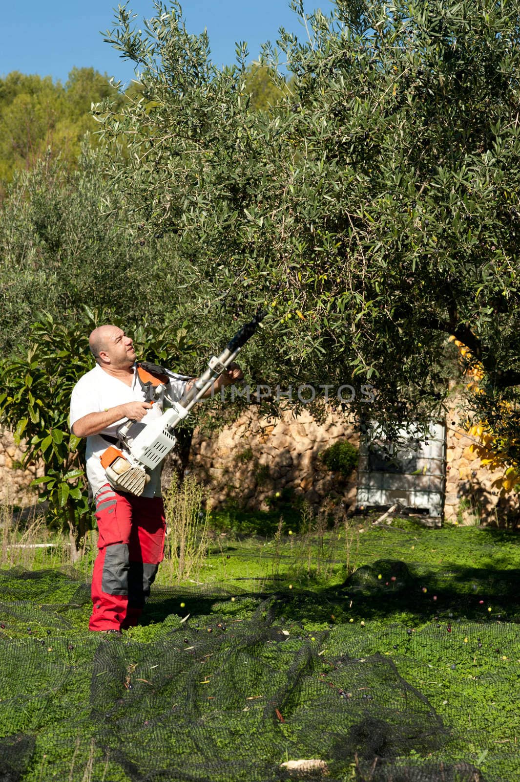 Agricultural worker at olive harvest, using a shaker tool