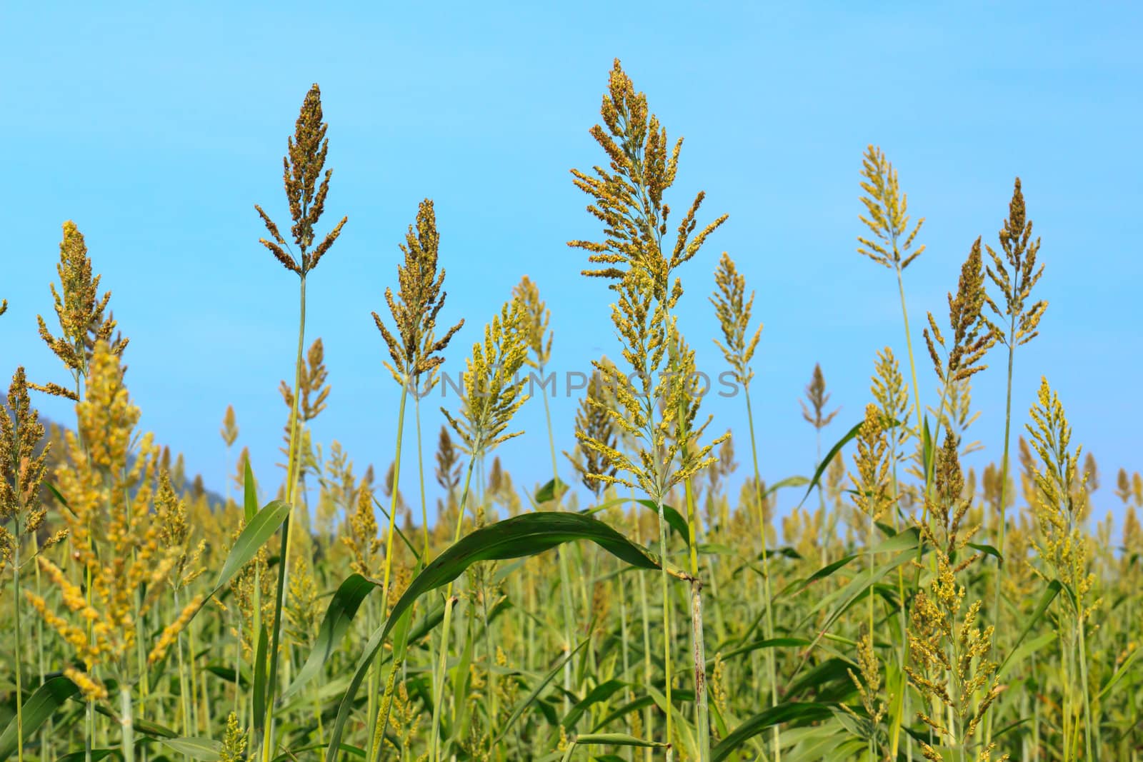 Millet field by stoonn