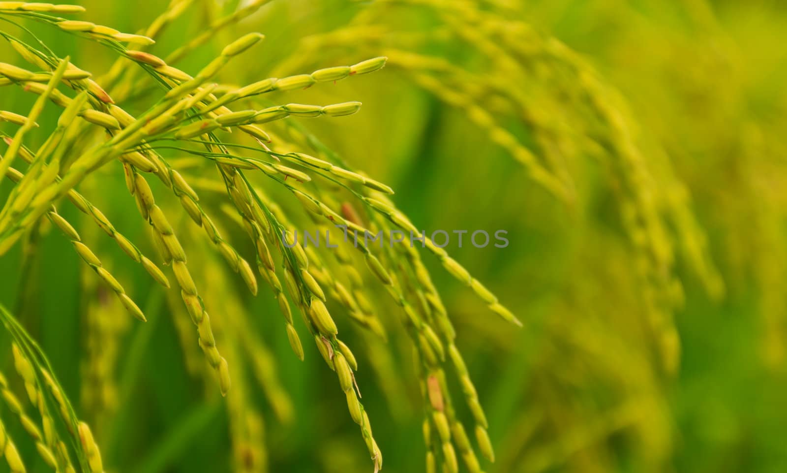 Rice field by stoonn