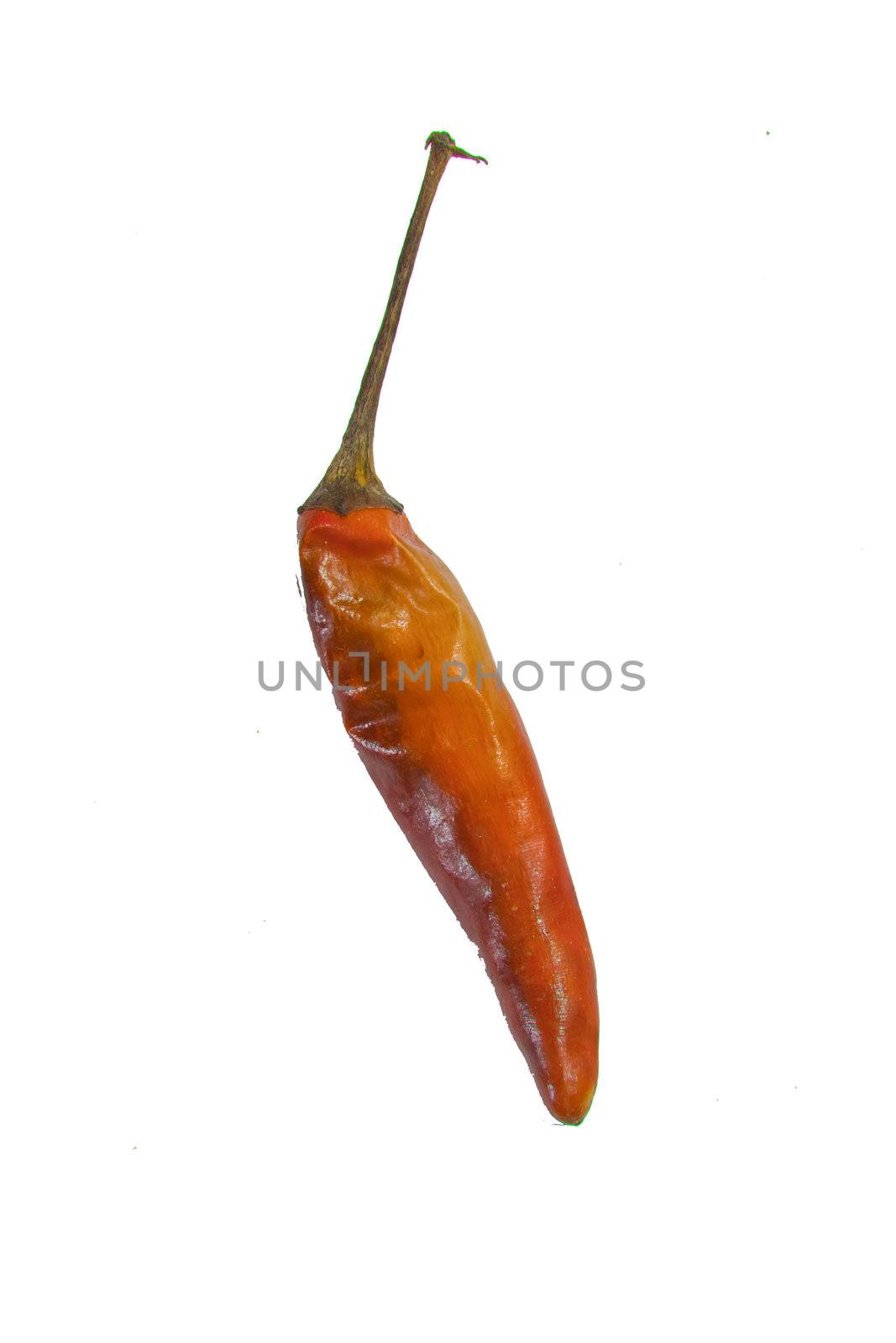 dry red pepper on white background  by nikky1972