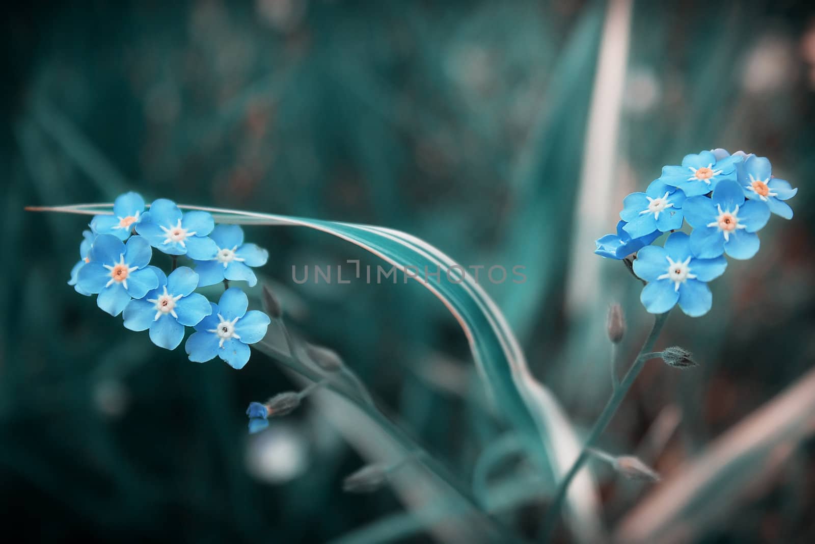 Blue flowers on dark background