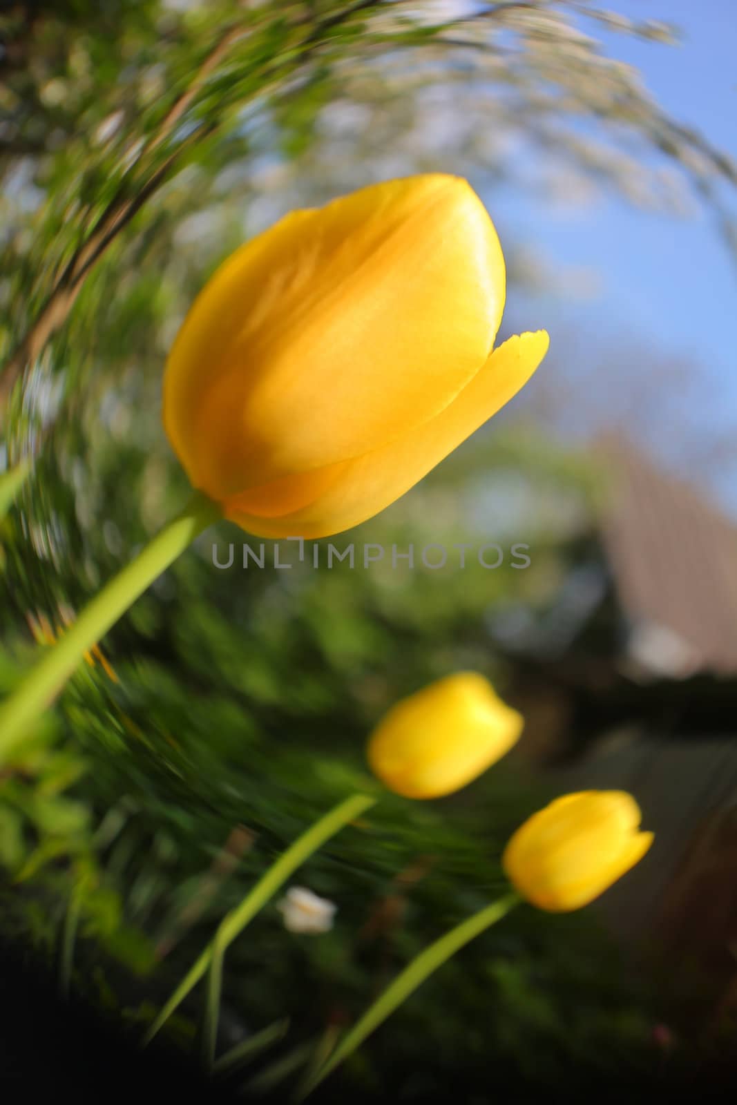 Сlose up of yellow tulips on the garden