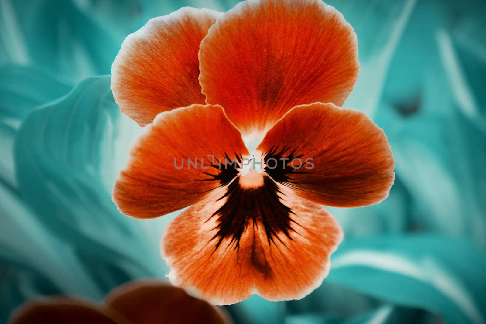 Beautiful orange flower on the blue background