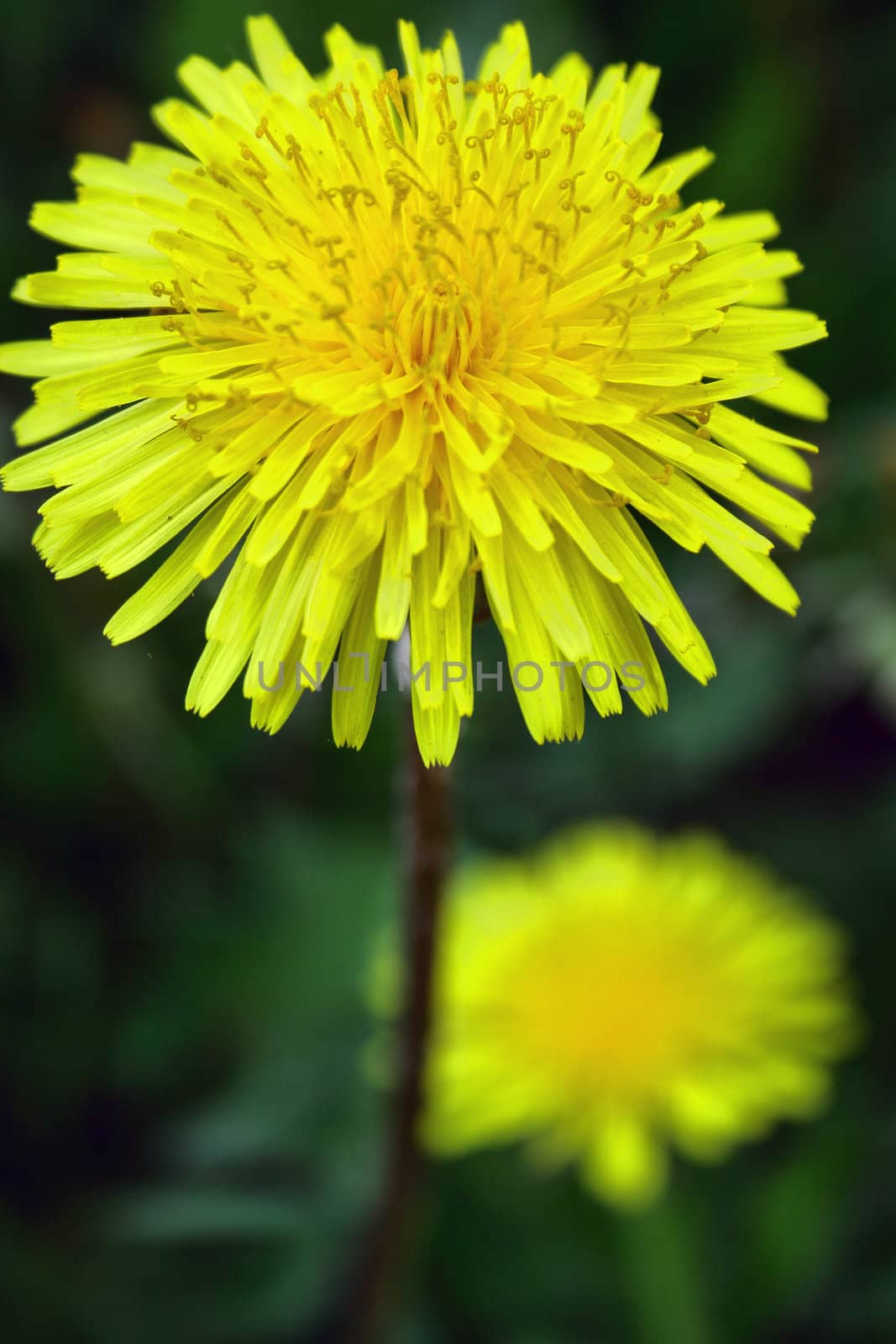 Beautiful dandelions on green background