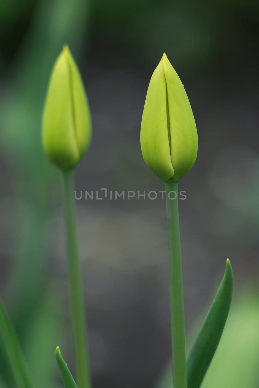 Green tulips on the garden