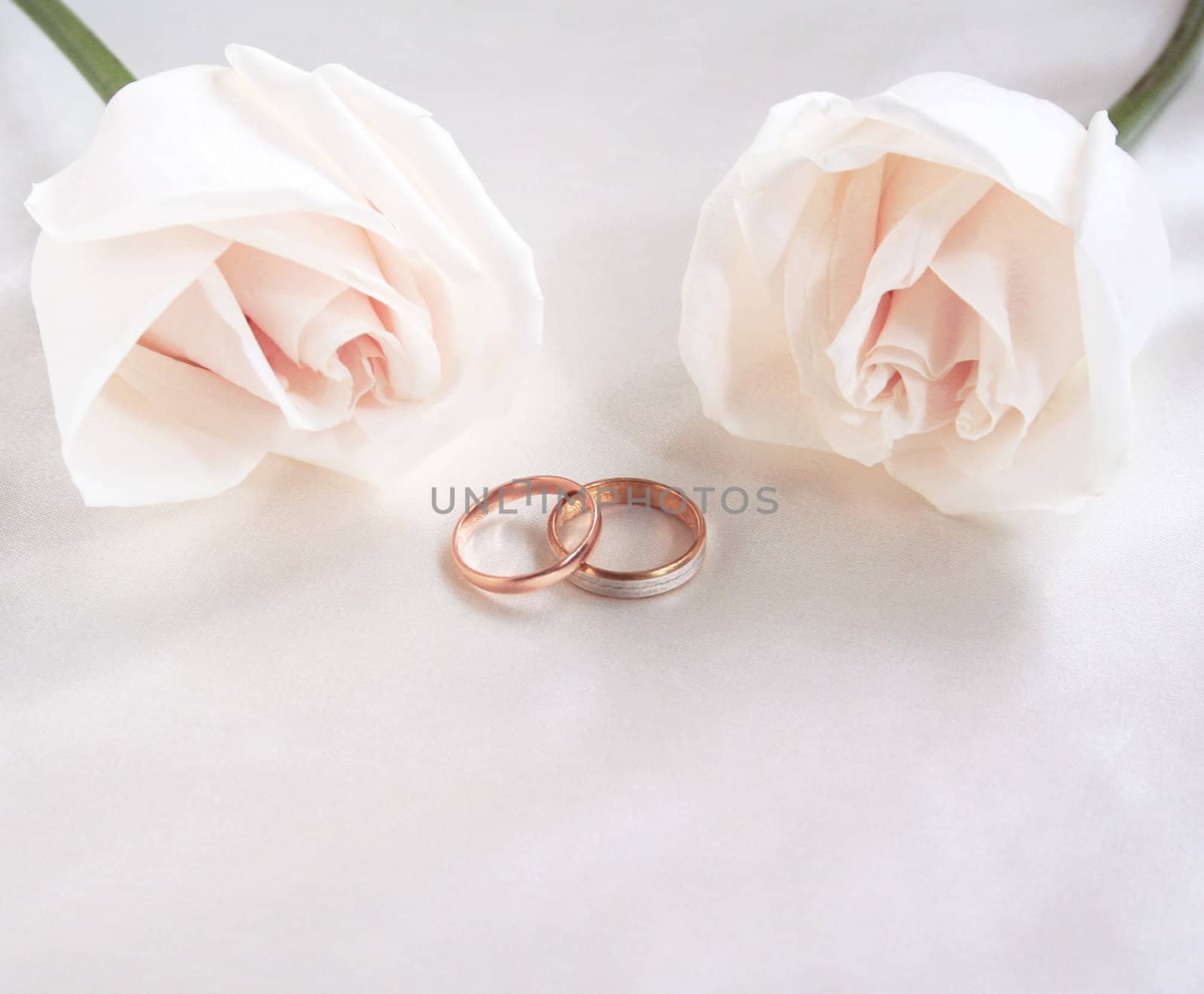 Wedding rings and roses can use as background 