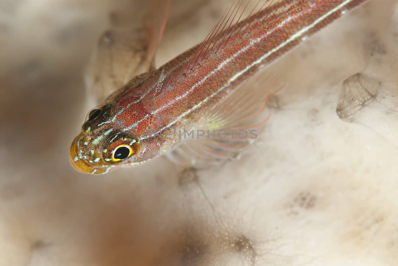 A close up on a many-host goby, Sulawesi, Indonesia