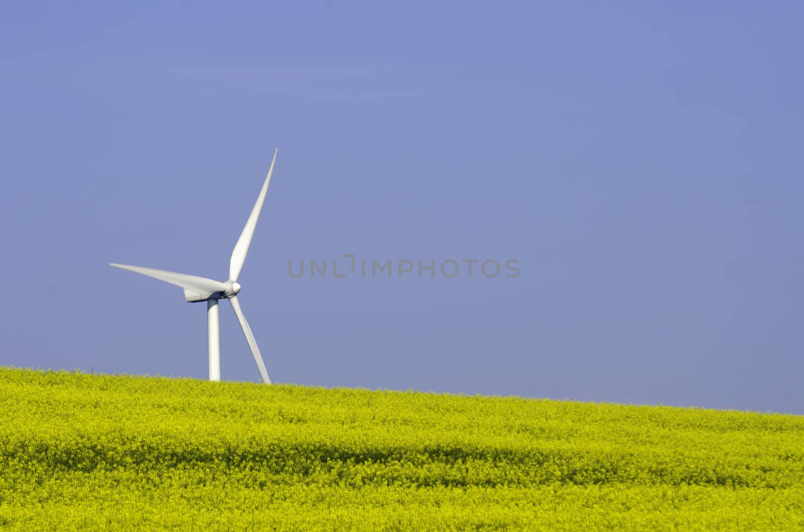 a rapeseed field with a wind turbine sin the background