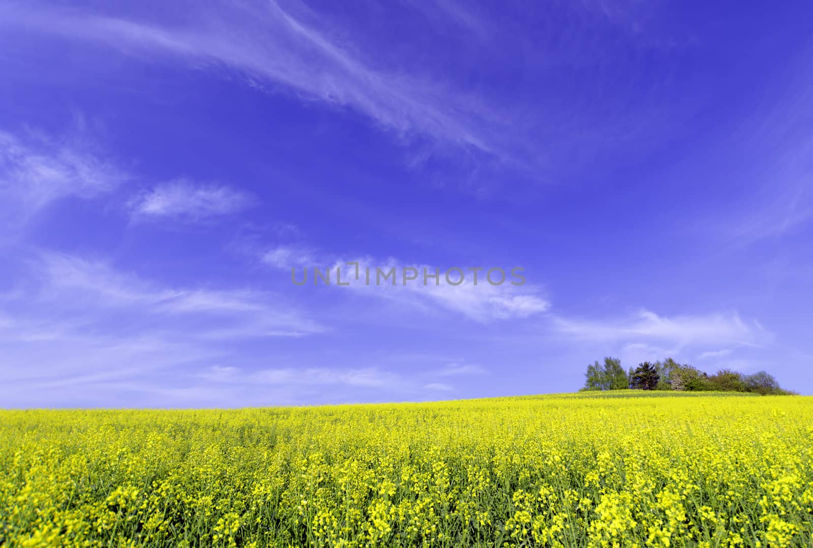 rapeseed field by gufoto