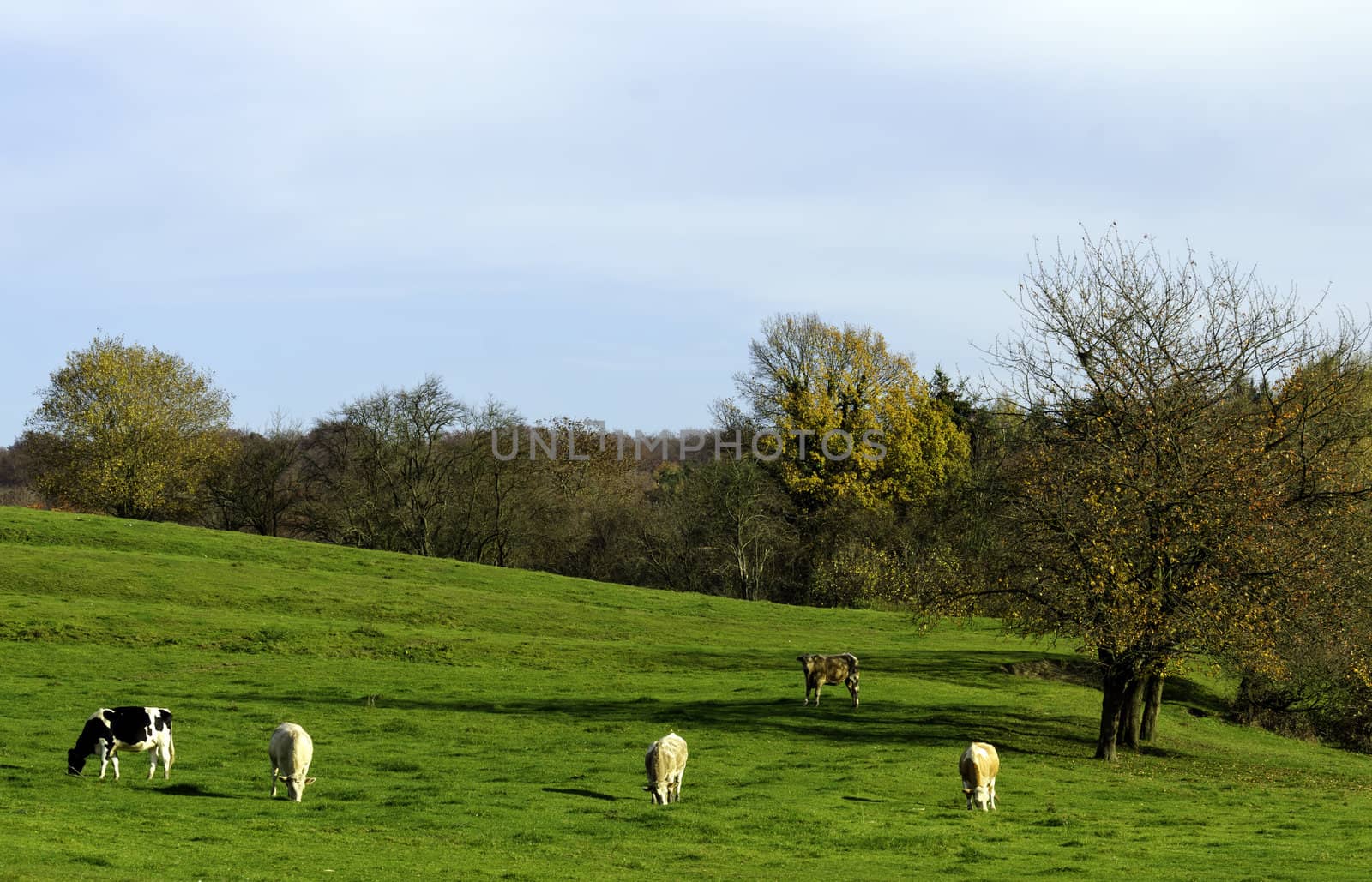 cows in a green pasture