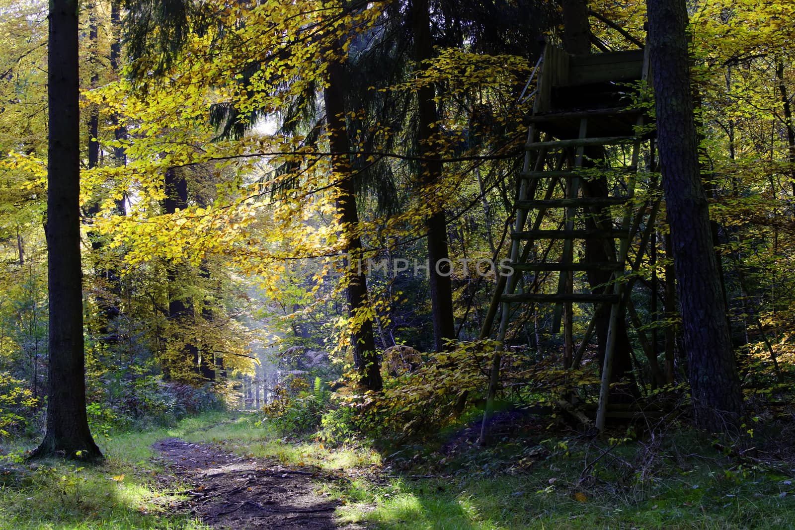 autumnal colors in the forest