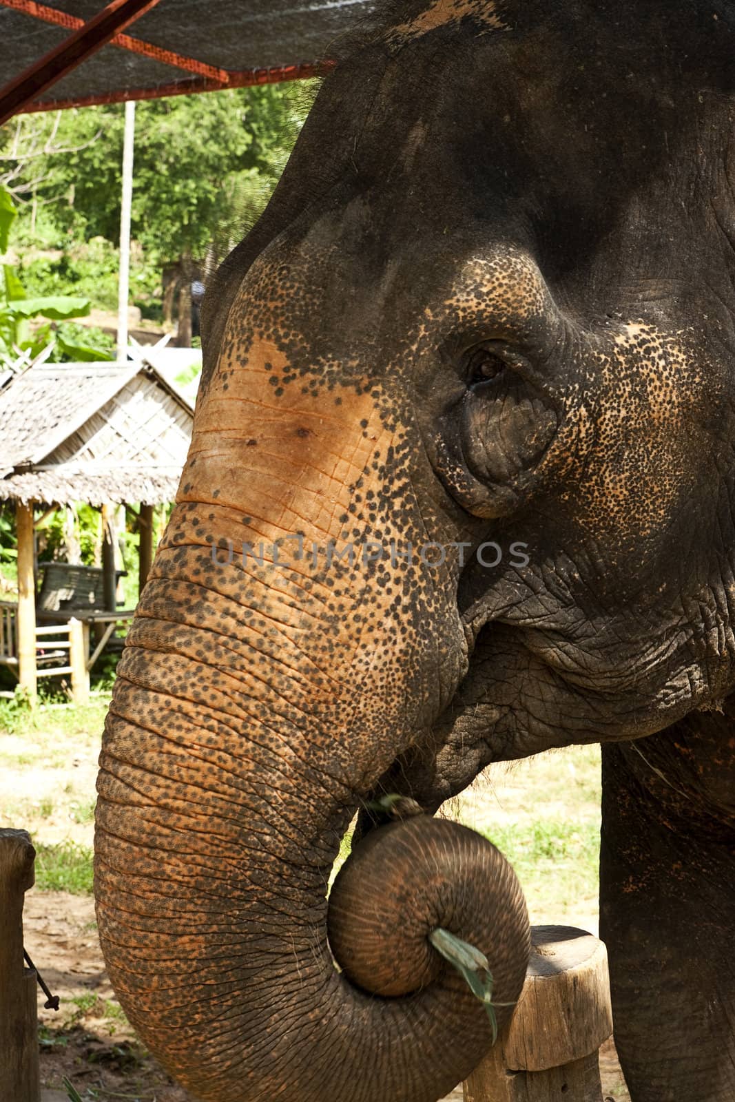 Asian elephant head close up.