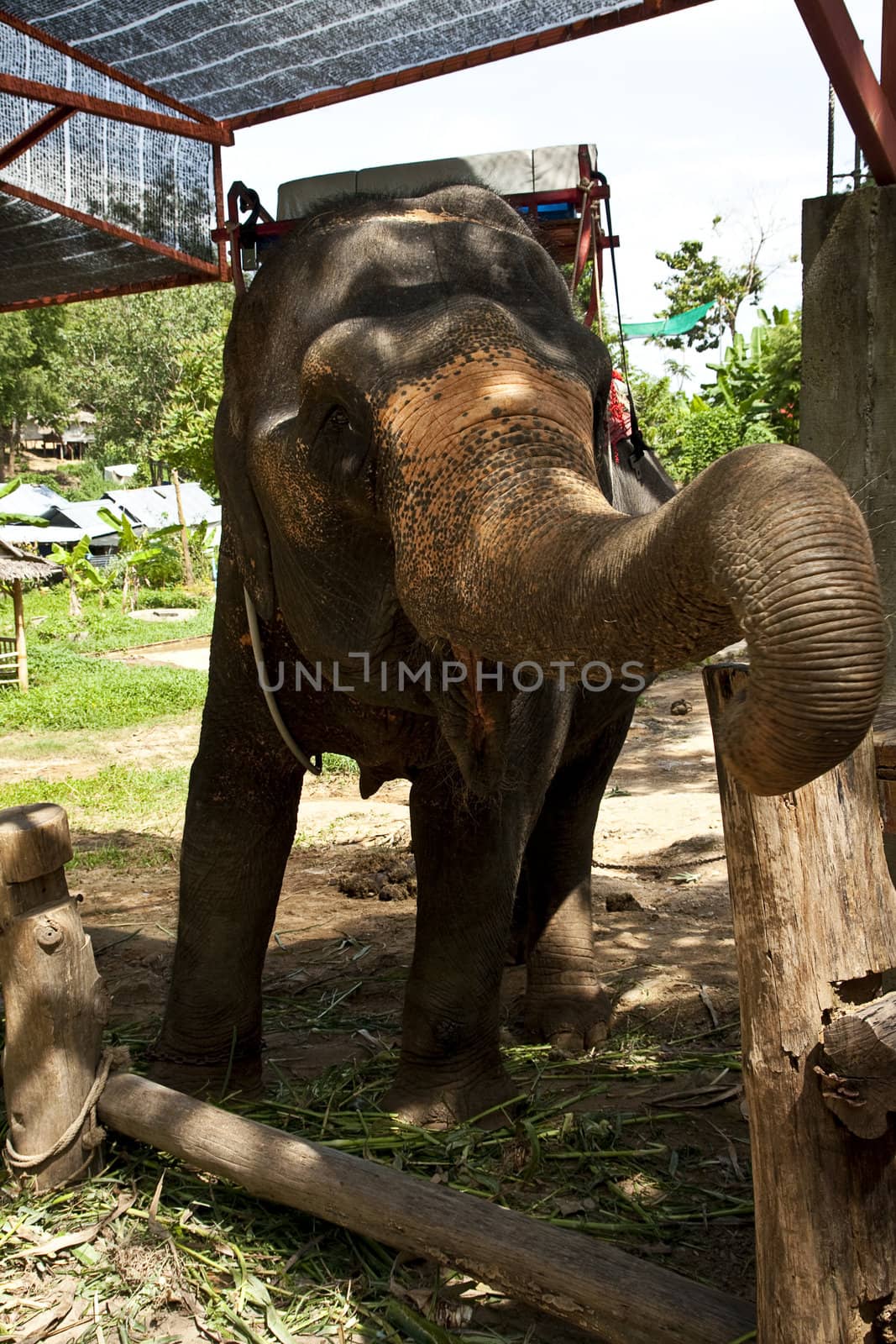 Asian elephant with saddle in elephent camp