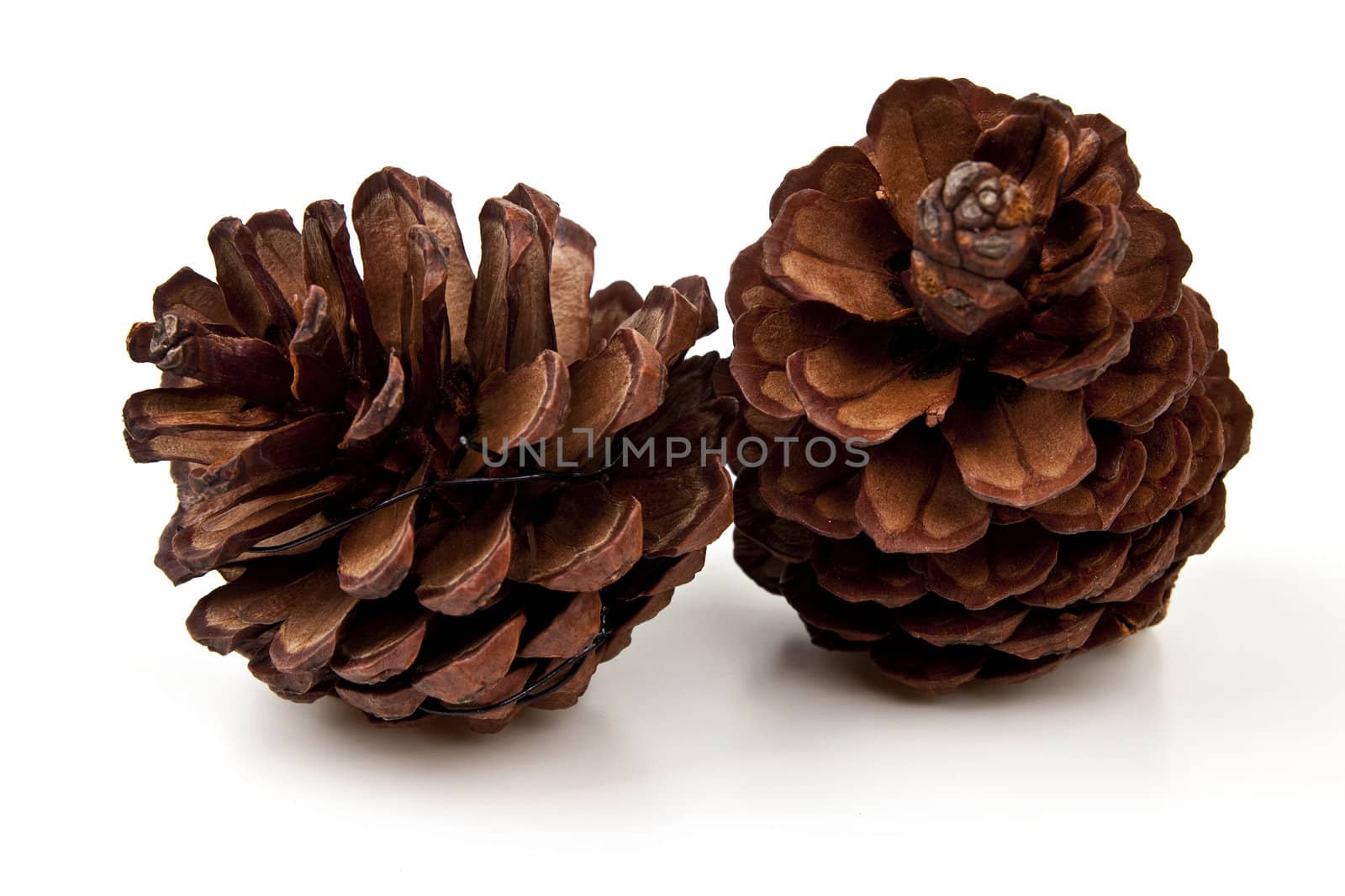 Pine cones on white background by posterize