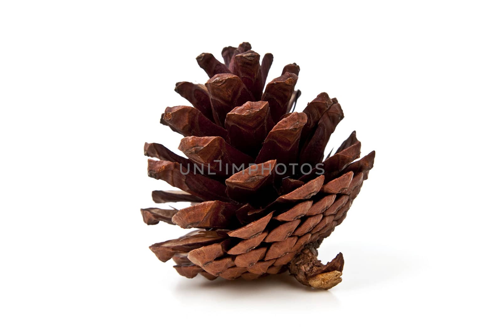 Pine cones on white background by posterize