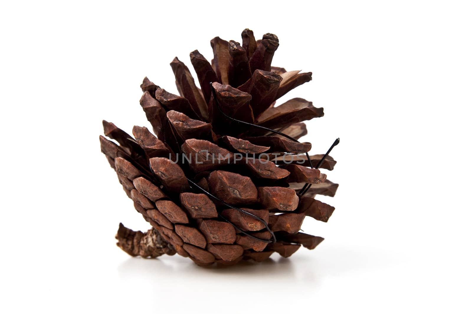 Beautiful pine cone isolated on white background