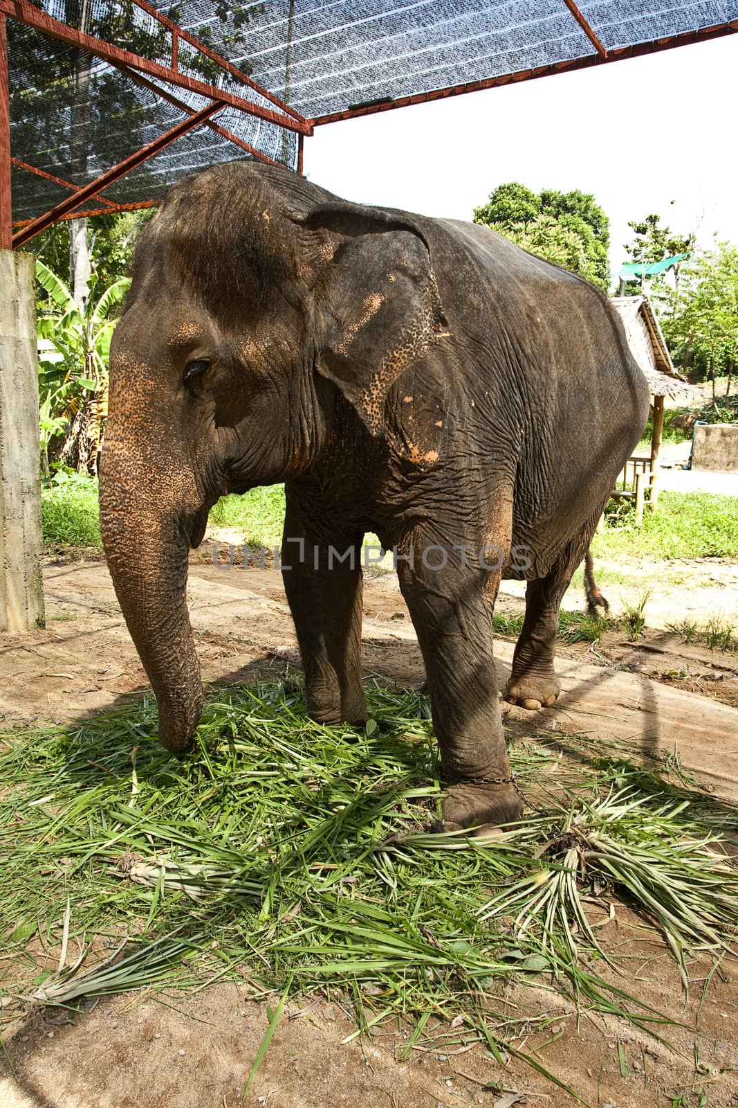 Asian elephant with saddle in elephent camp
