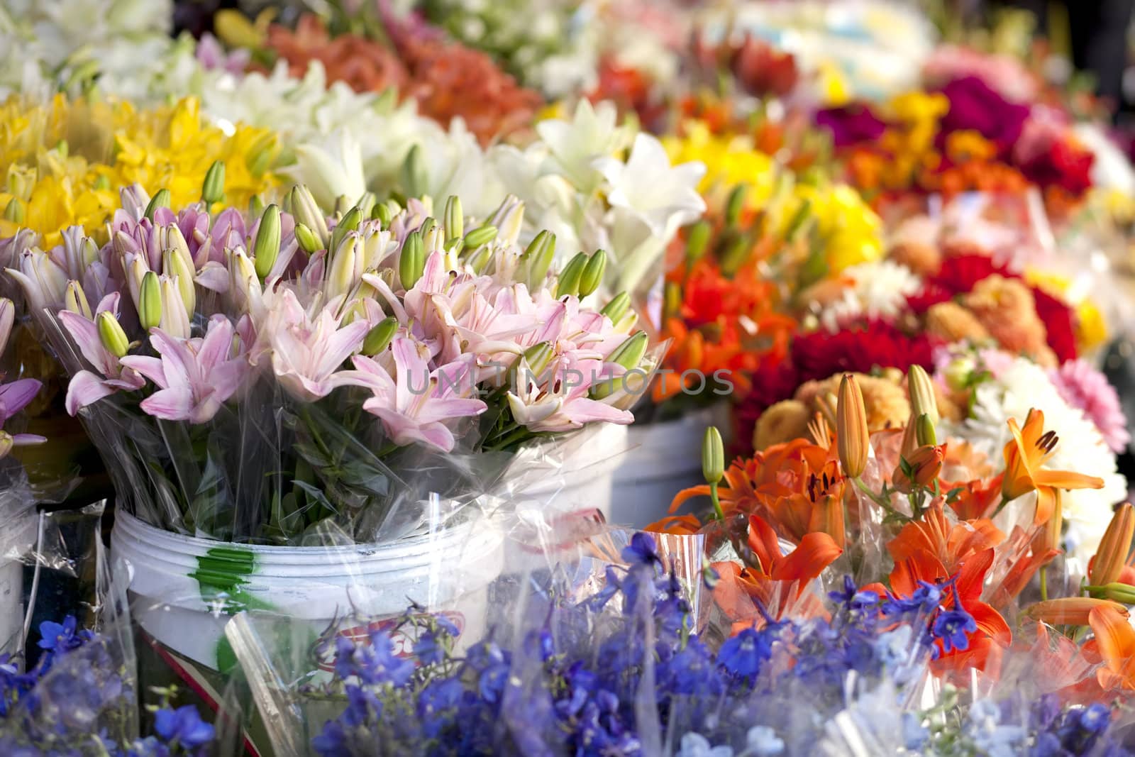 Day lilies flowersa t the outdoor market.