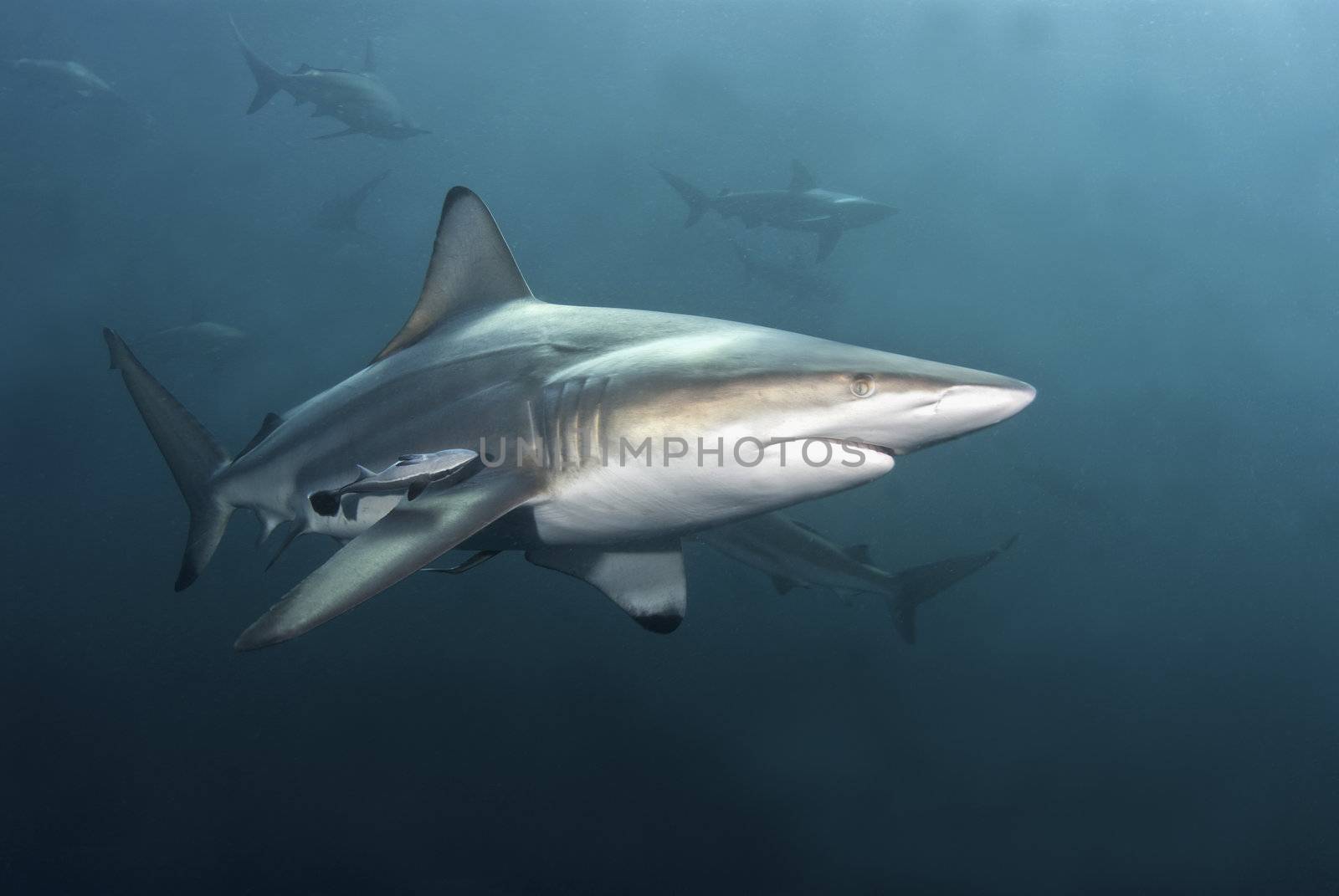 A close up on a blacktip shark passing by, KwaZulu Natal, South Africa