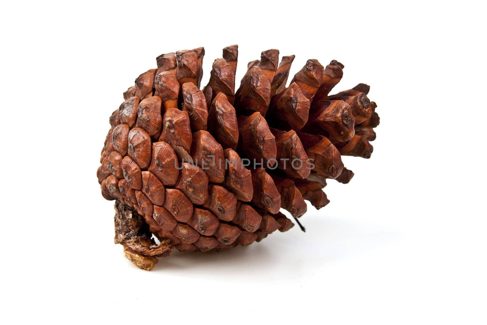 Pine cones on white background by posterize