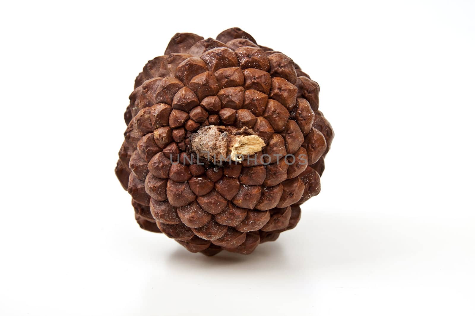 Beautiful pine cone isolated on white background