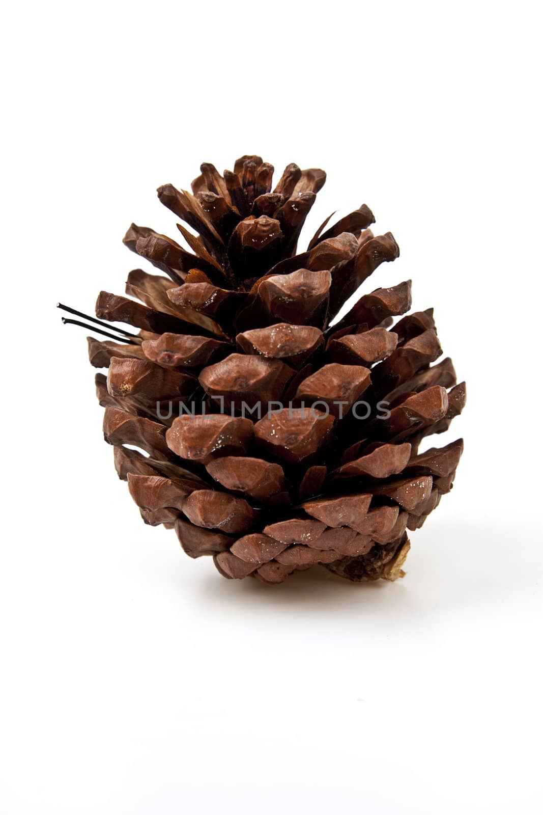 Pine cones on white background by posterize