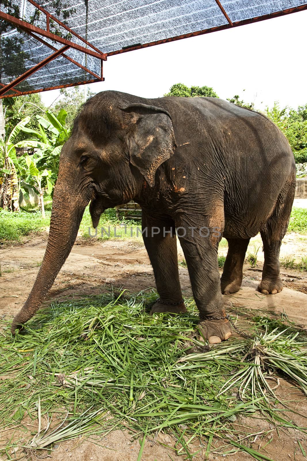 Asian elephant with saddle in elephent camp