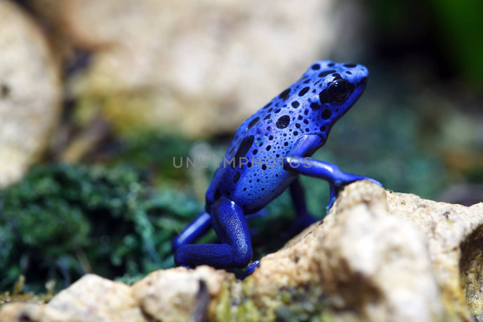 A macro shot of a Blue Poison Dart Frog (Dendrobates Azureus) in a tropical setting.  This frog is found in the forests surrounded by the Sipaliwini Savannah located in southern Suriname and Brazil.