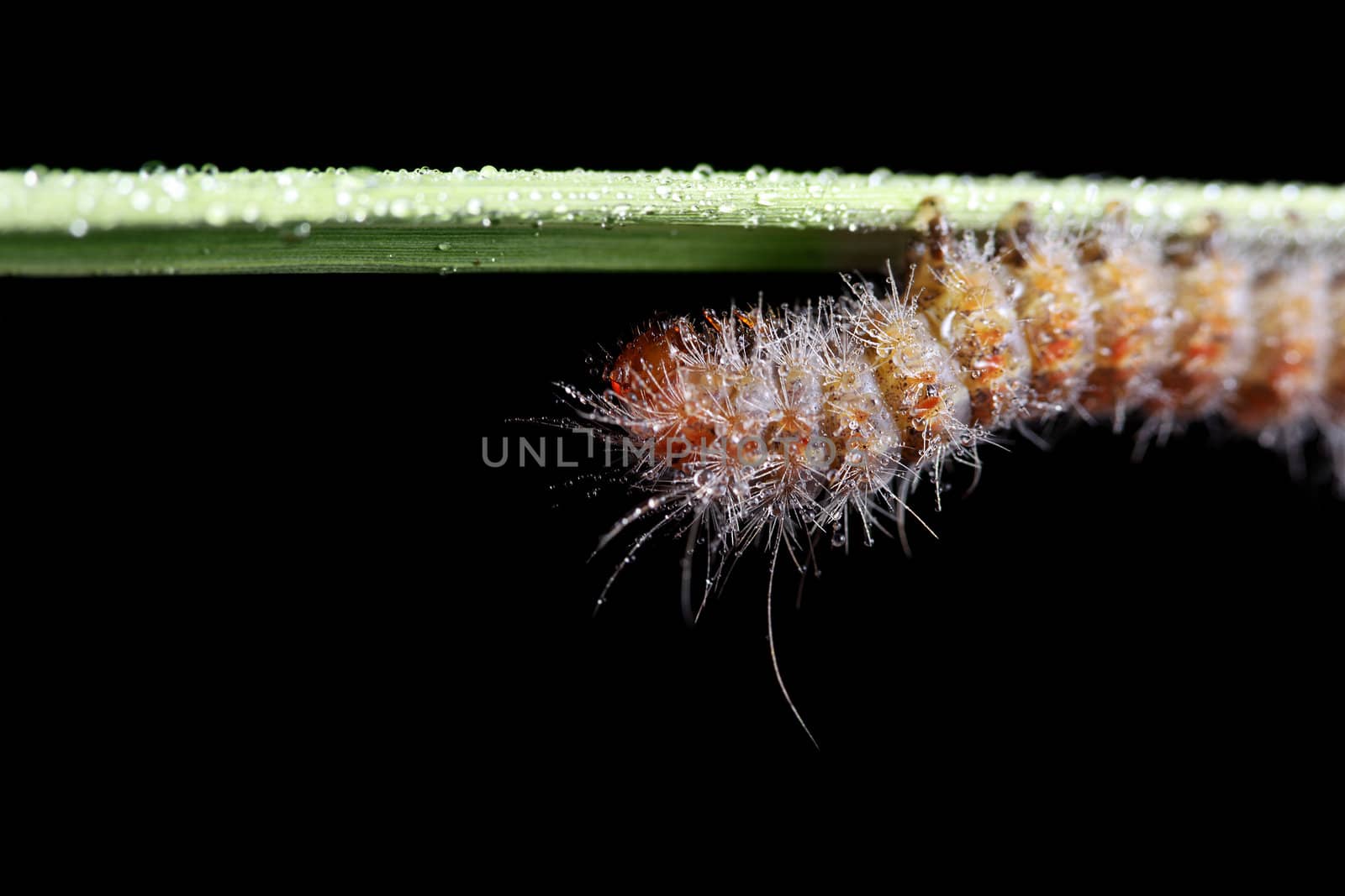 A macro shot of a Fall Webworm (Hyphantria cunea) covered in dew drops crawling up a single grassblade against a solid black background. Shot taken with a 100mm macro lens along with extension tubes. 