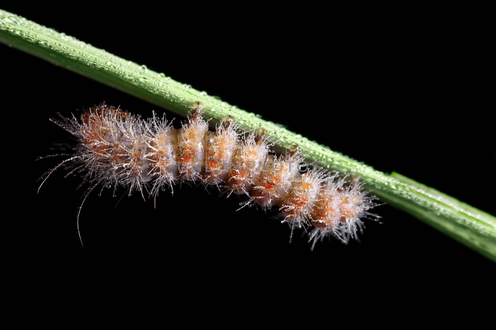 A macro shot of a Fall Webworm (Hyphantria cunea) covered in dew drops crawling up a single grassblade against a solid black background.