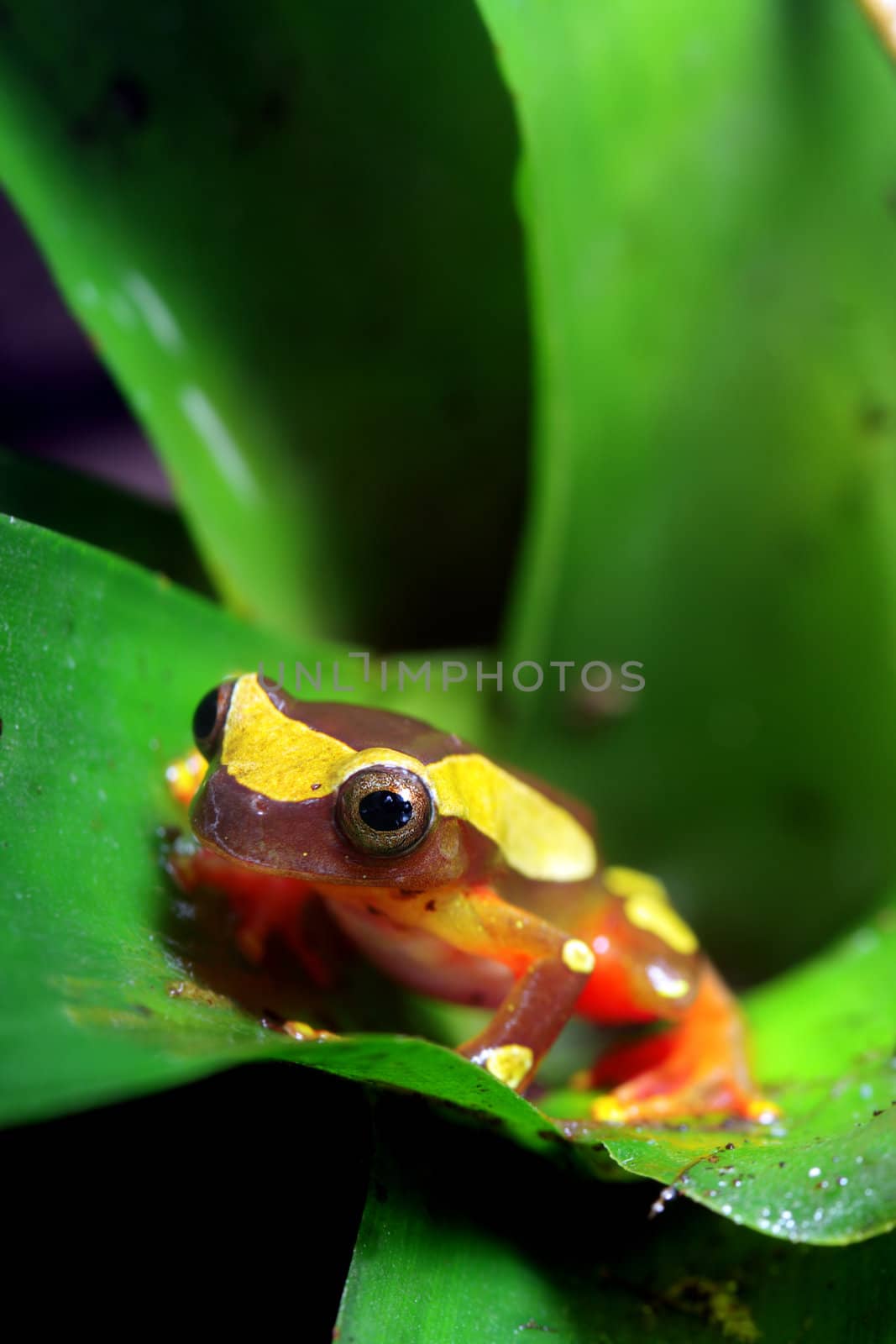 A clown tree frog (Dendropsophus Leucophyllatus) inside a bromeliad plant. These tiny little frogs inhabit areas around bodies of water in the Amazon Basin, from Peru east through Brazil and the surrounding countries.