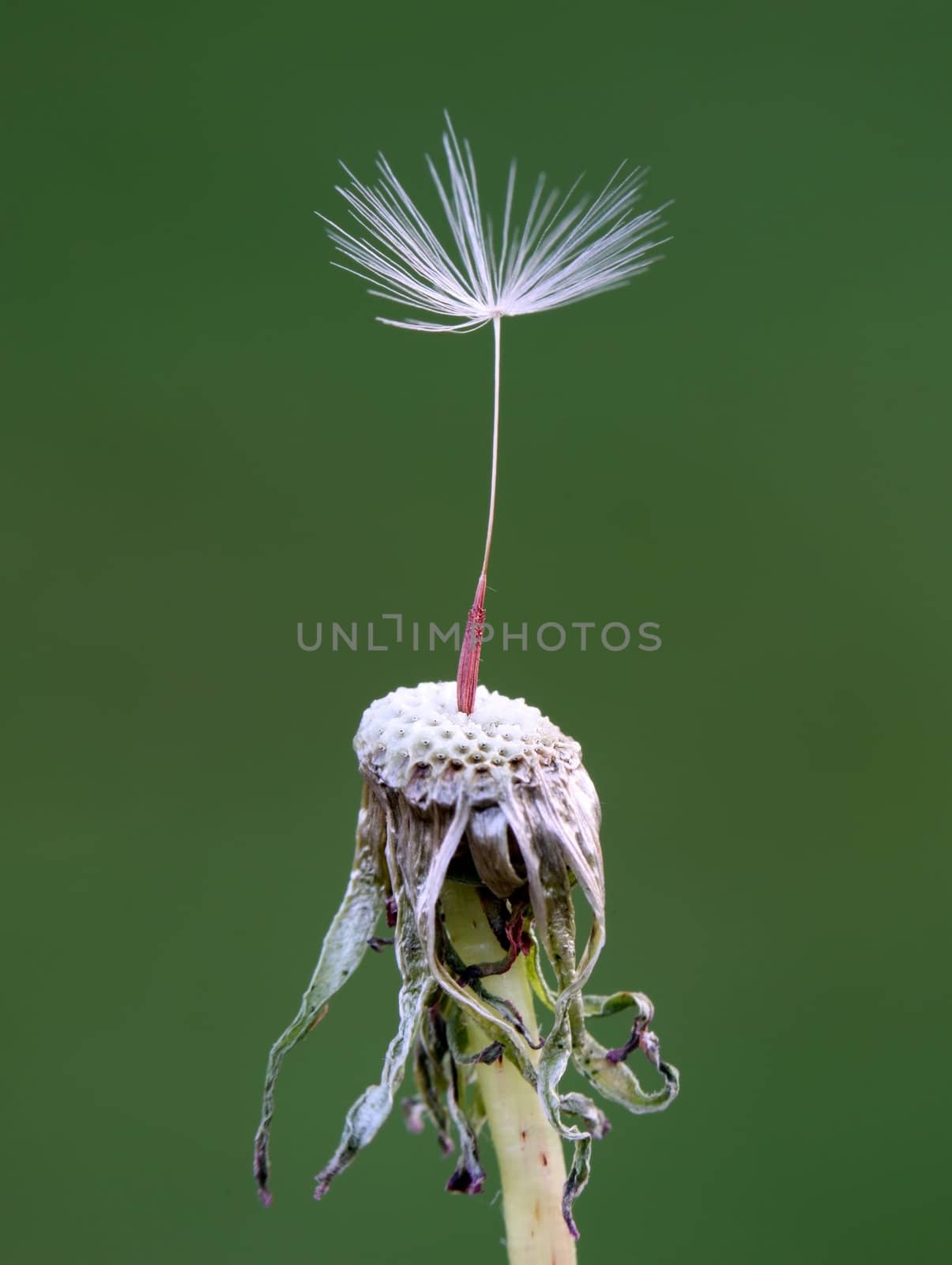 A macro shot of a single dandelion seed on the tip of a dandelion.