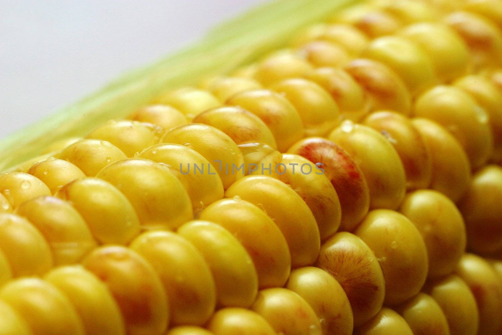 Damp grain with drops close-up. The macro-ring is used