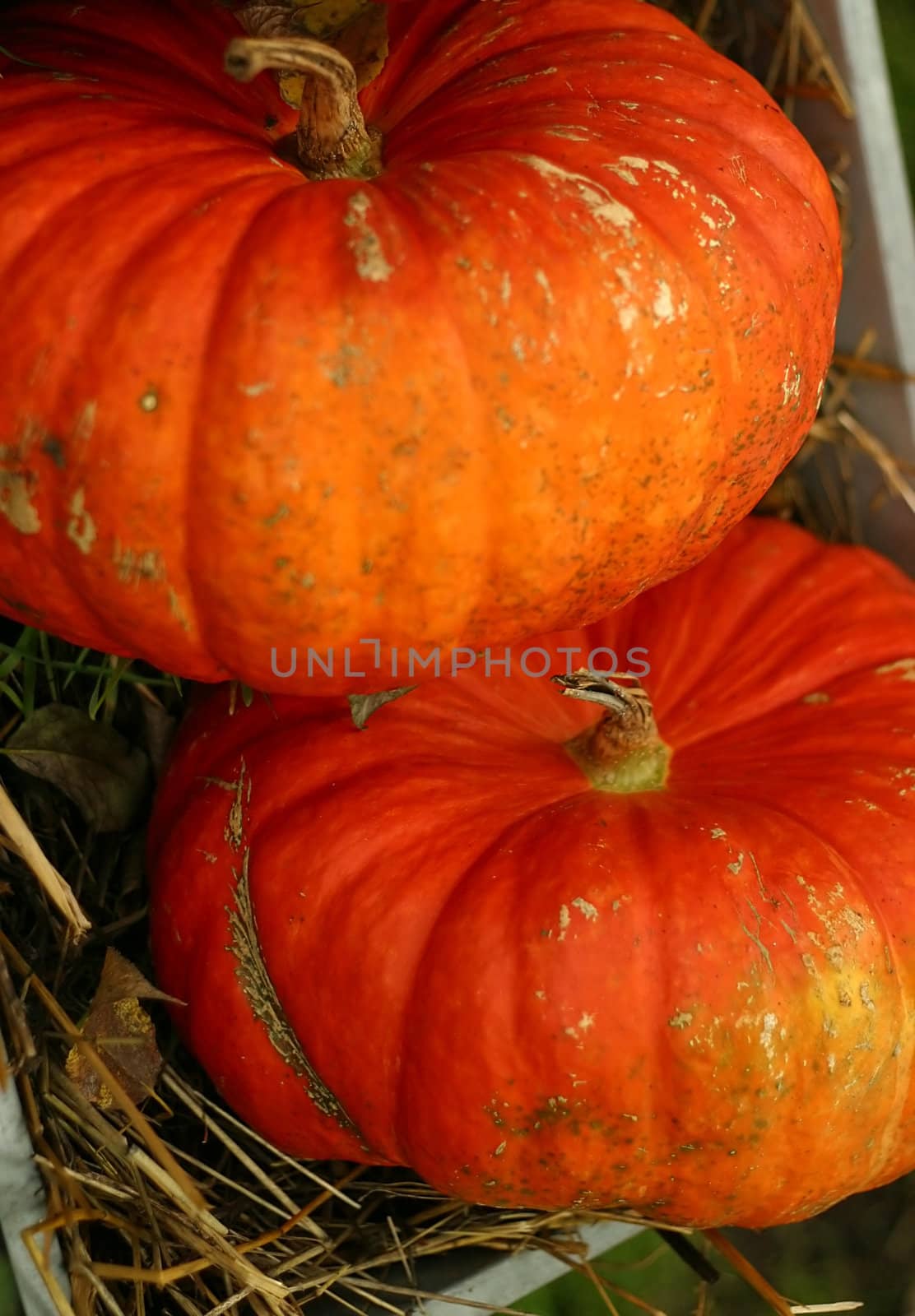 Two pumpkins in a cart on a green background