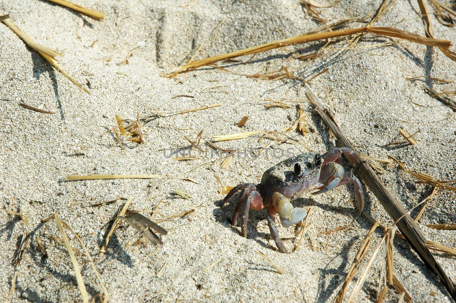 Crab On Sand by khwi