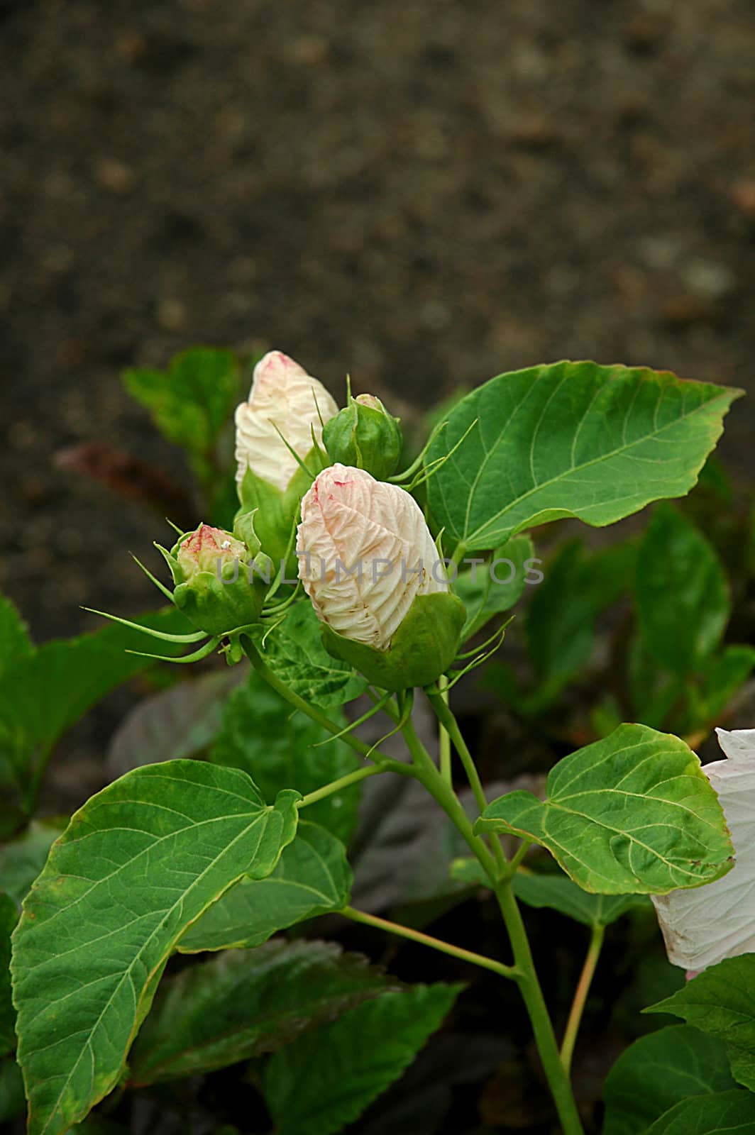 Three pink flower bud with green leaves