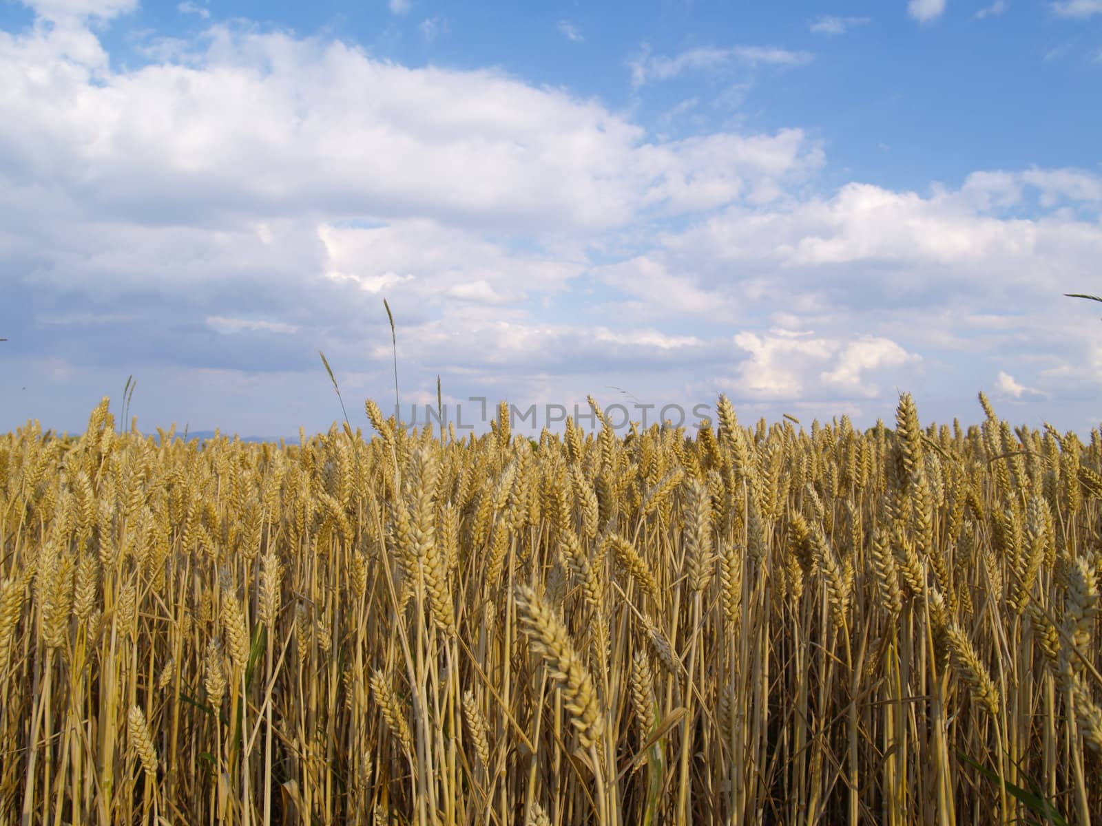 wheat field by derausdo