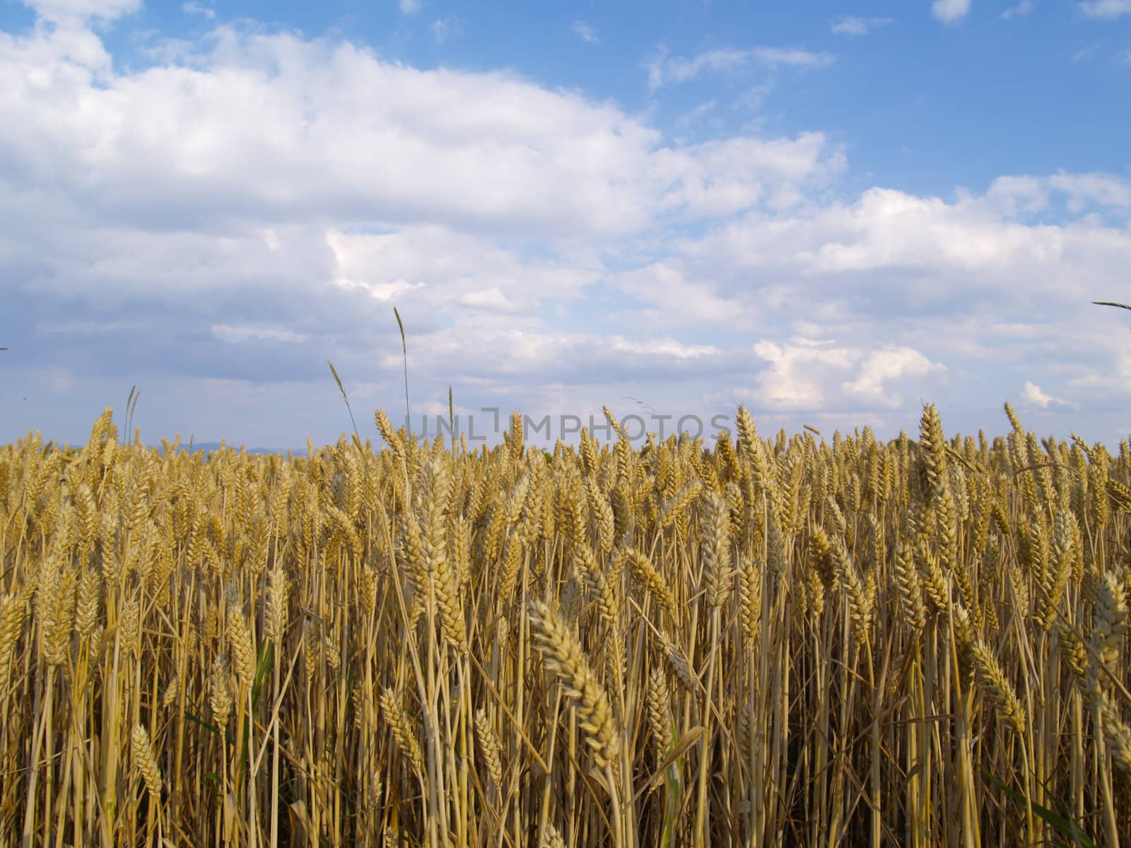 wheat field before harvest