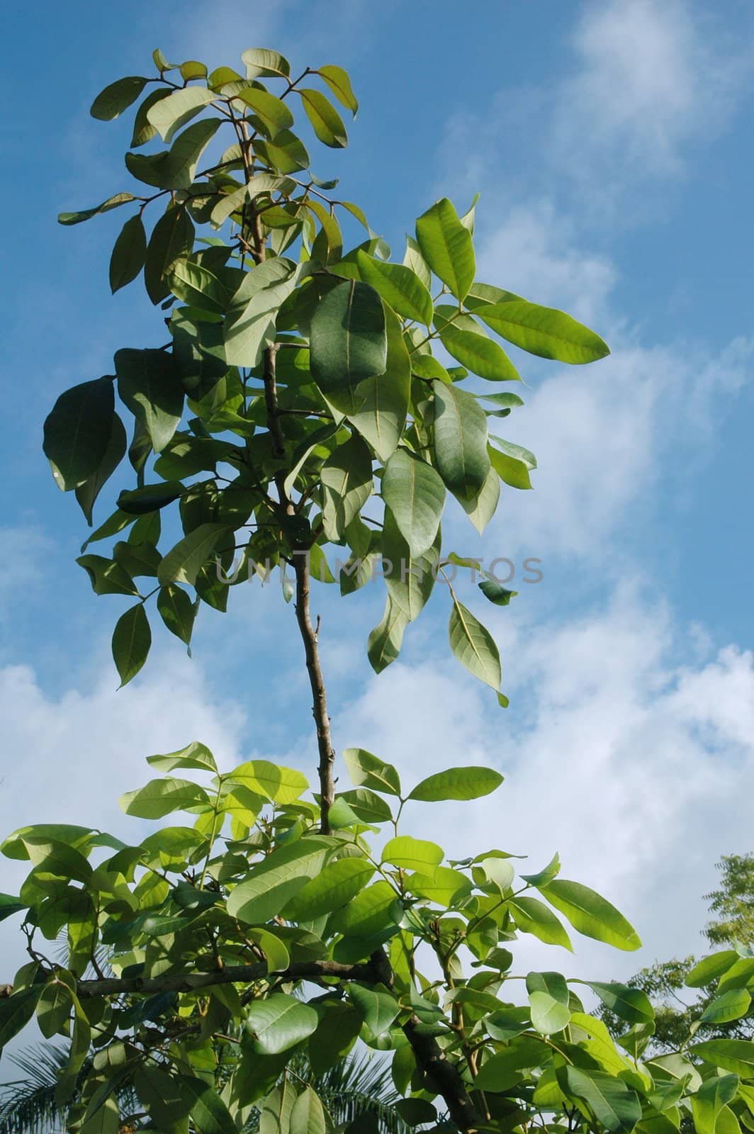 Fresh green plant against clear blue sky