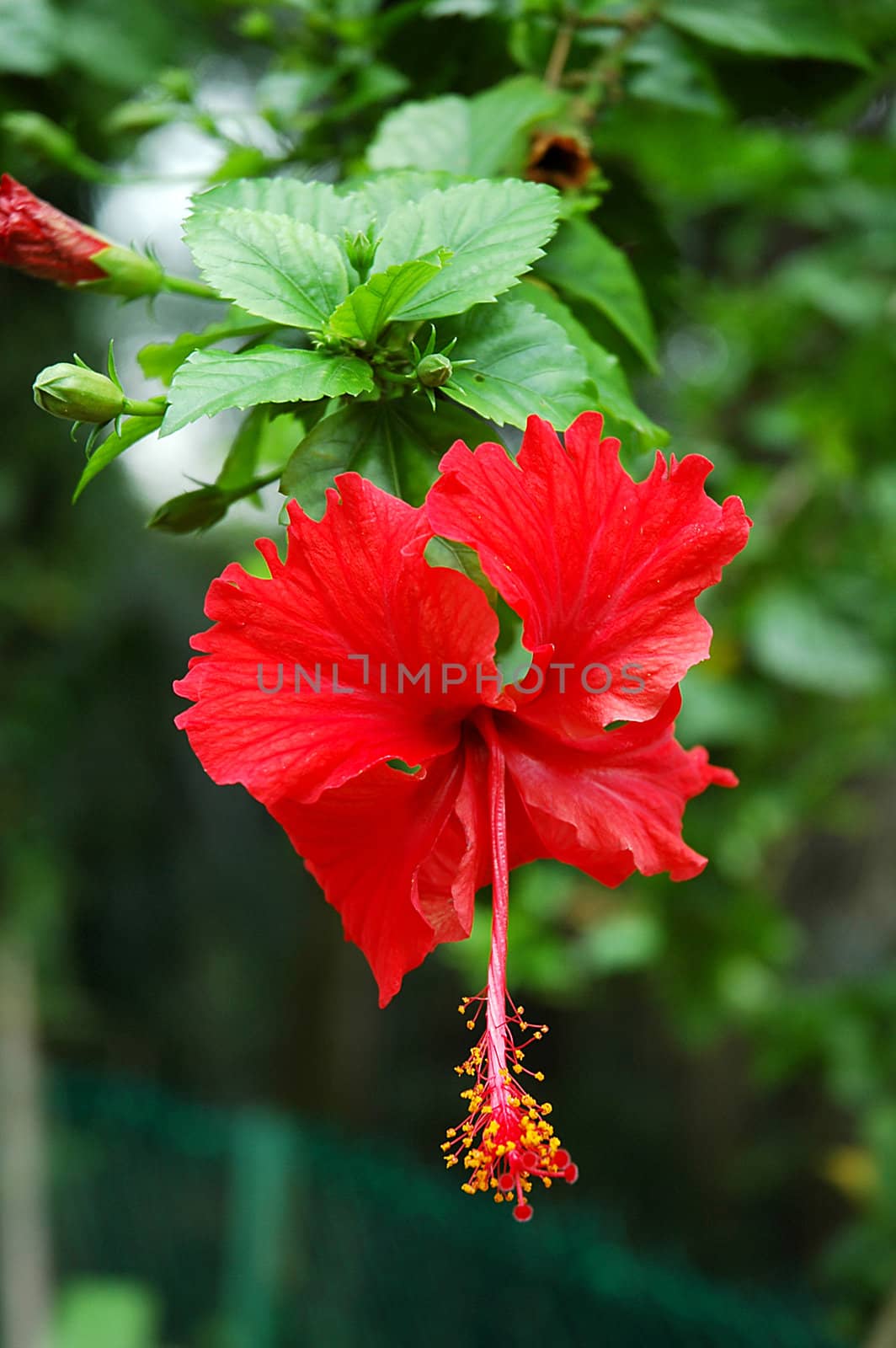 Red full blossom Malvaceae hibiscus flower with green leaves