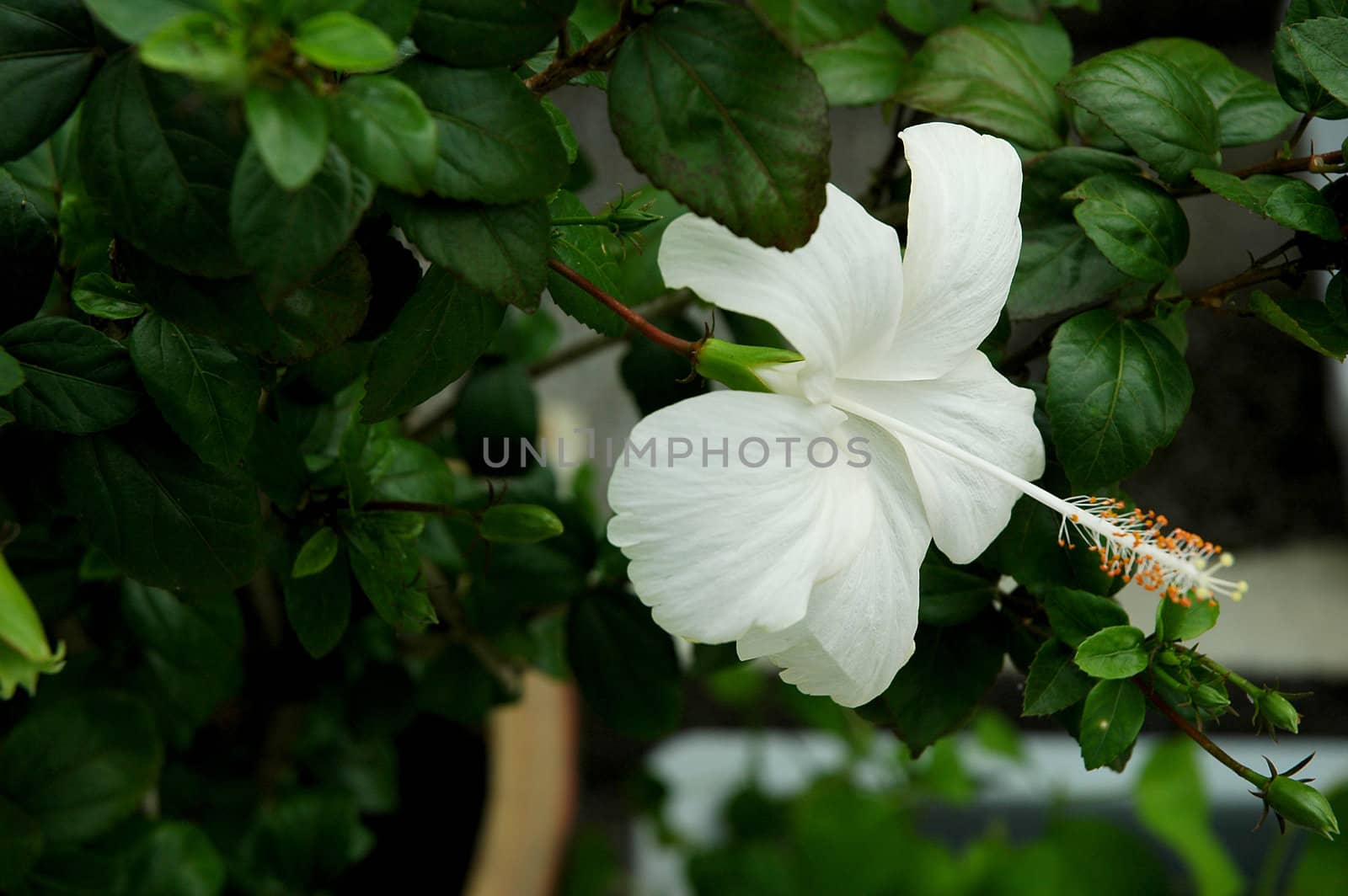 White full blossom Malvaceae hibiscus flower with leaves